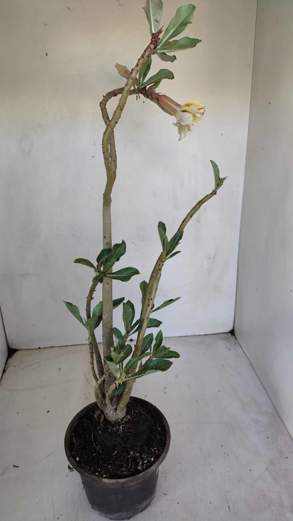 Planta Dobrada 3286 – 35cm – 03 anos