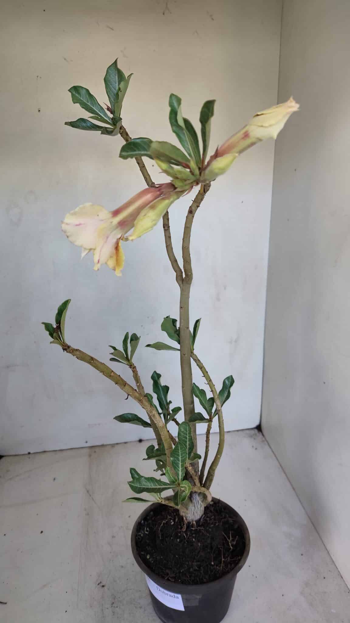 Planta Dobrada 3286 – 35cm – 03 anos