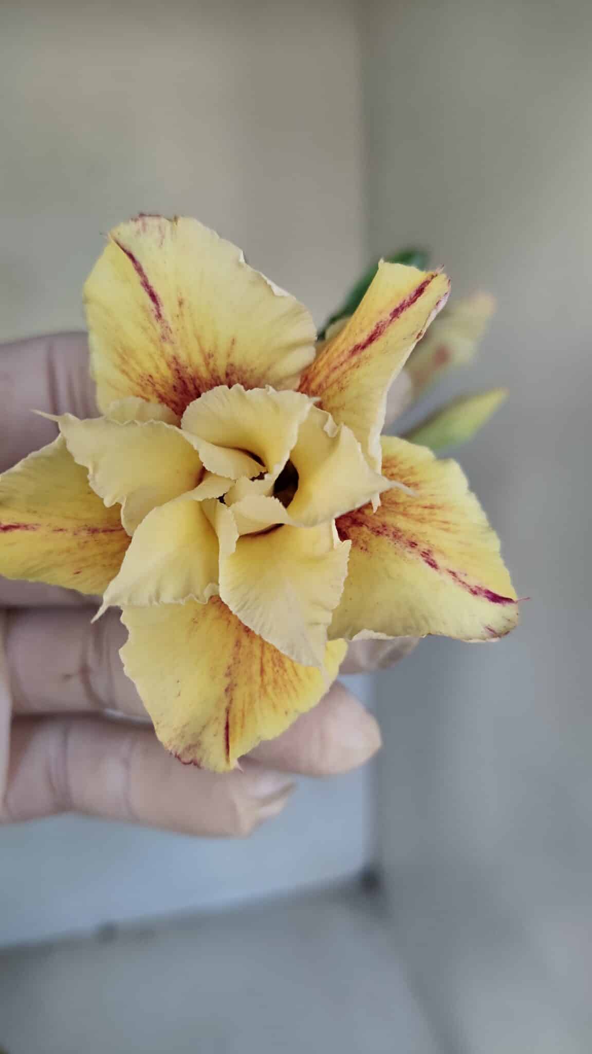 Planta Dobrada 3286 – 35cm – 03 anos