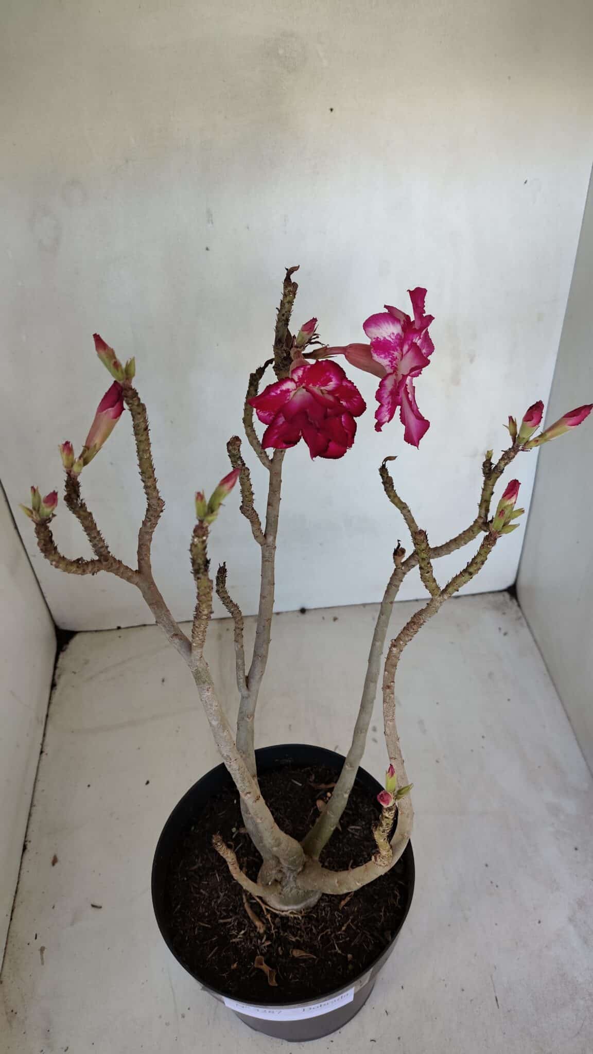 Planta Dobrada 3287 – 45cm – 03 anos
