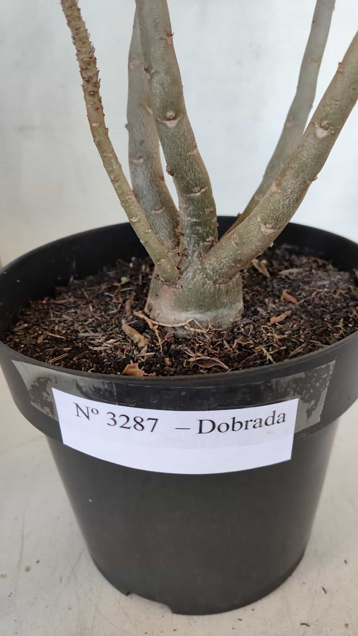 Planta Dobrada 3287 – 45cm – 03 anos