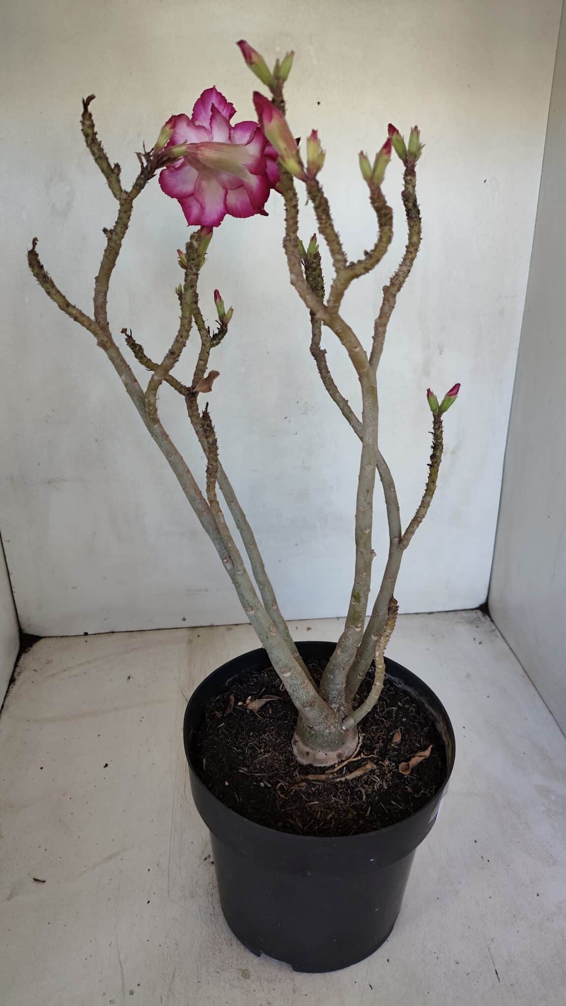 Planta Dobrada 3287 – 45cm – 03 anos
