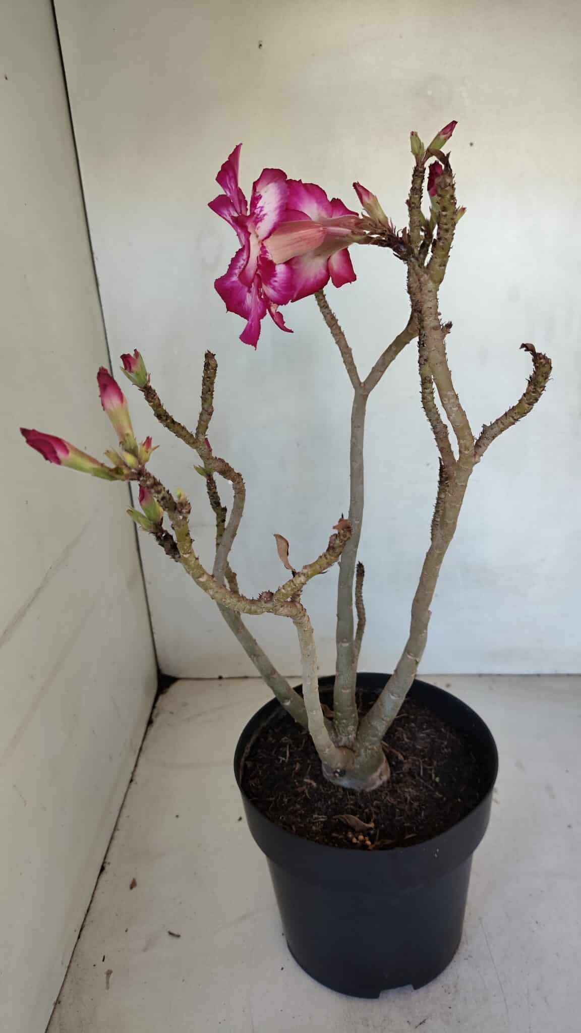 Planta Dobrada 3287 – 45cm – 03 anos