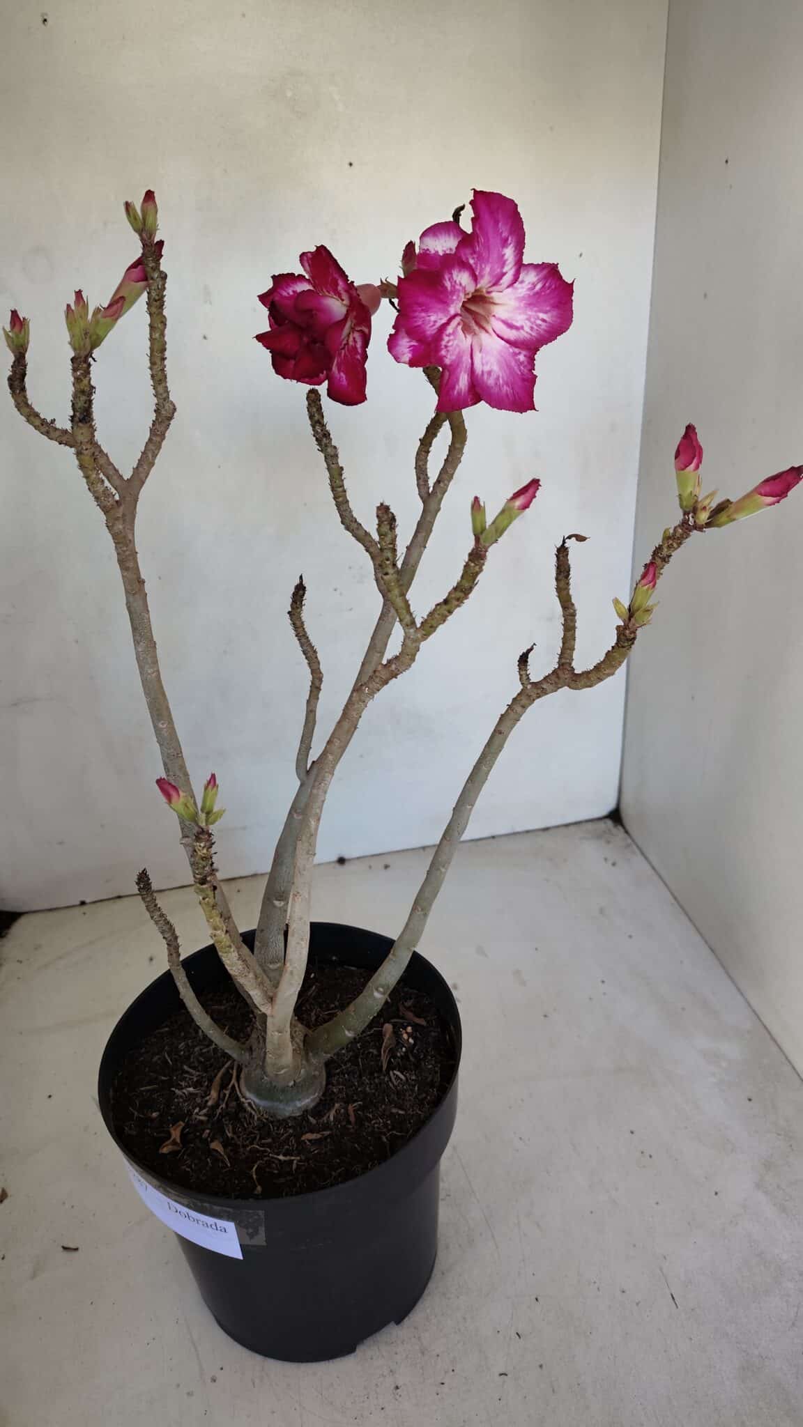 Planta Dobrada 3287 – 45cm – 03 anos