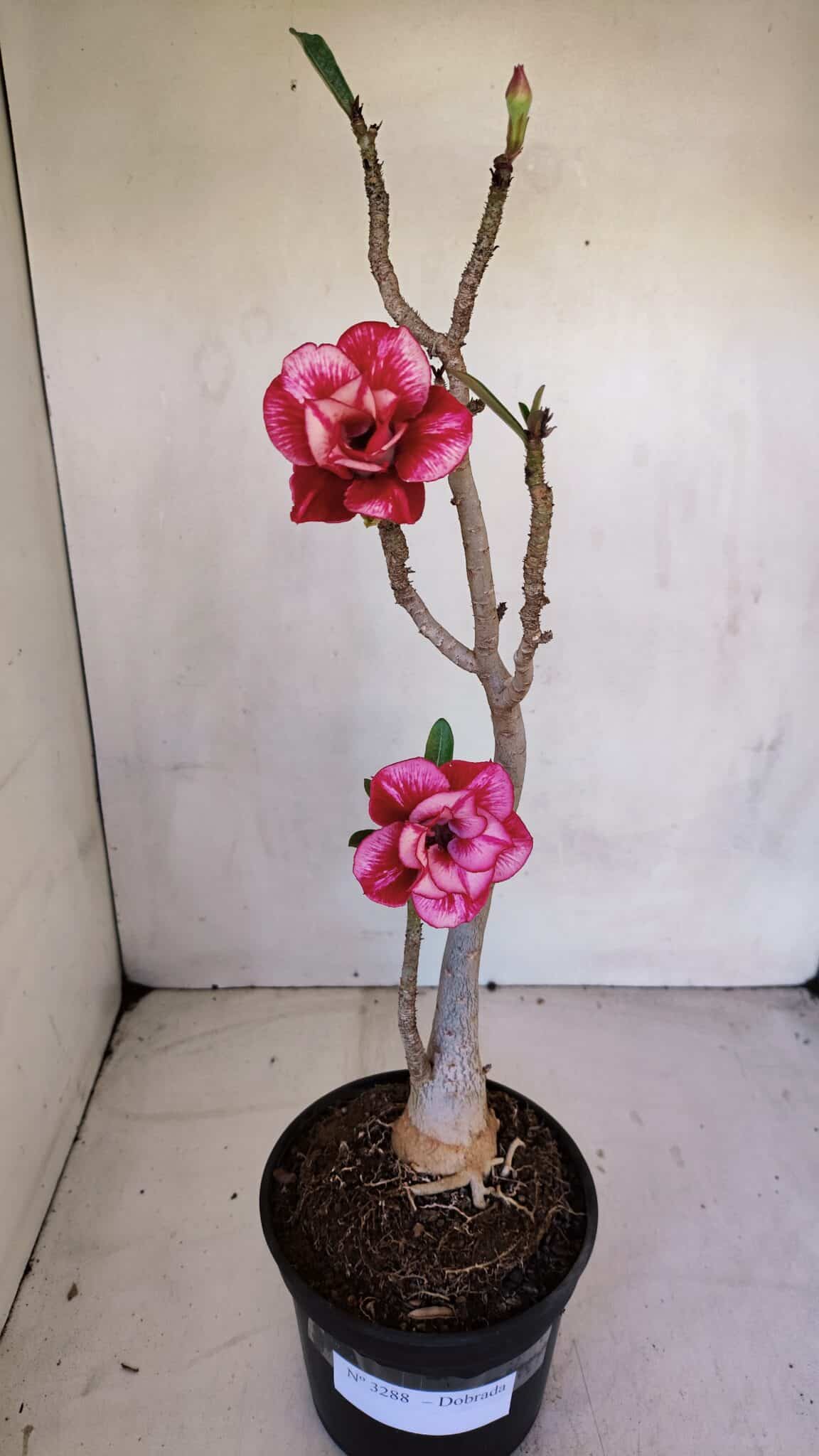 Planta Dobrada 3288 – 35cm – 03 anos