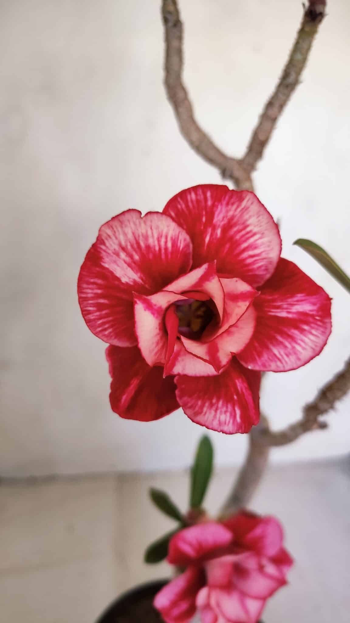 Planta Dobrada 3288 – 35cm – 03 anos