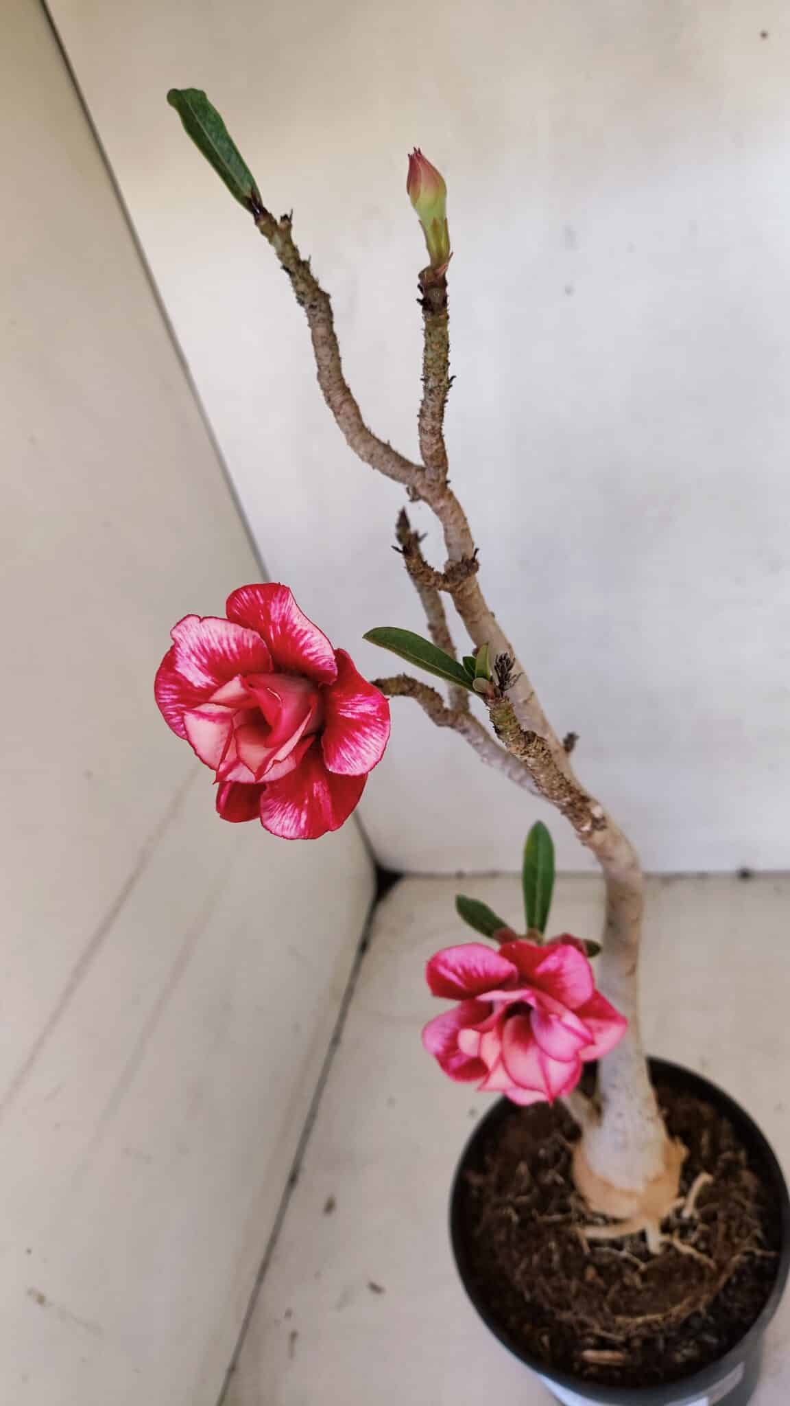 Planta Dobrada 3288 – 35cm – 03 anos