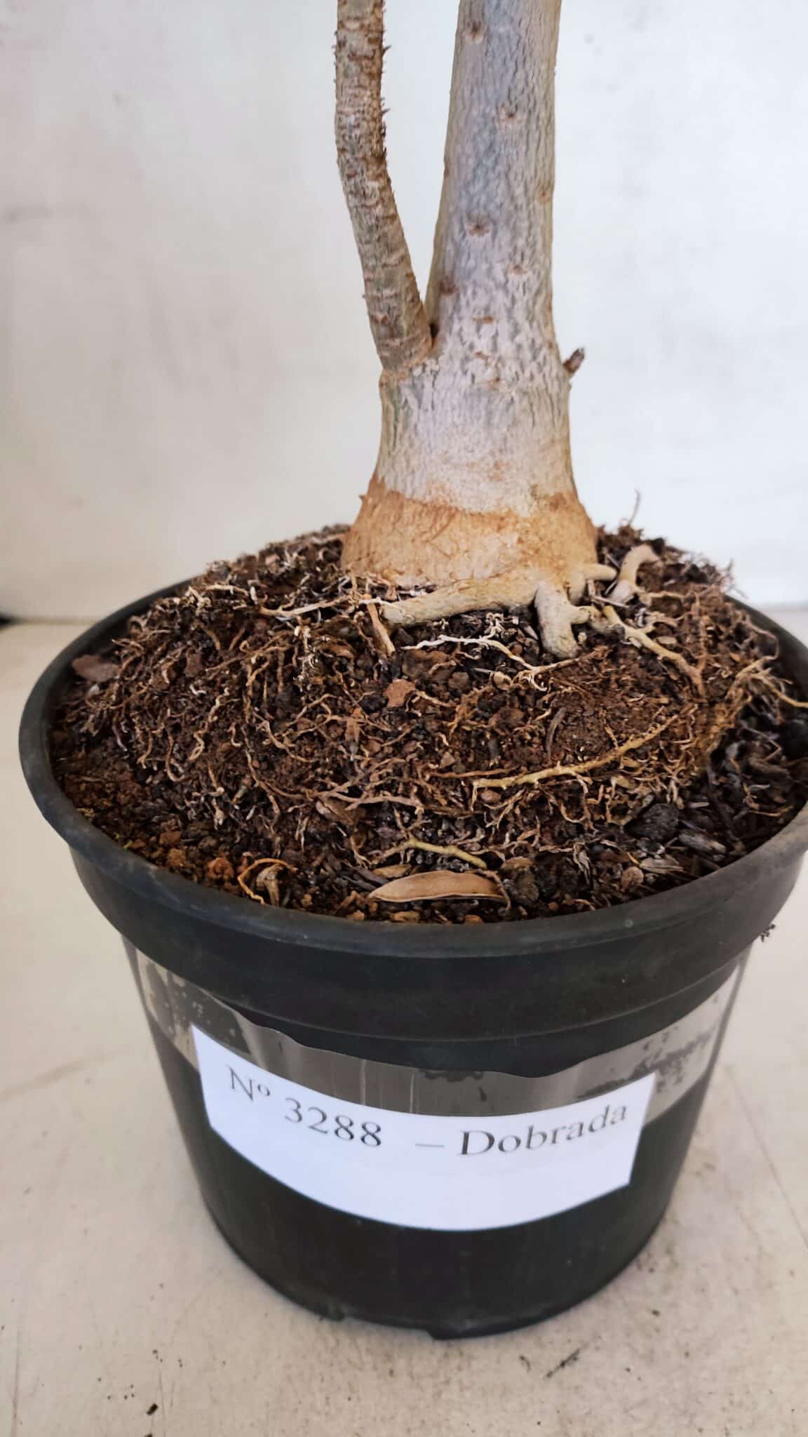 Planta Dobrada 3288 – 35cm – 03 anos