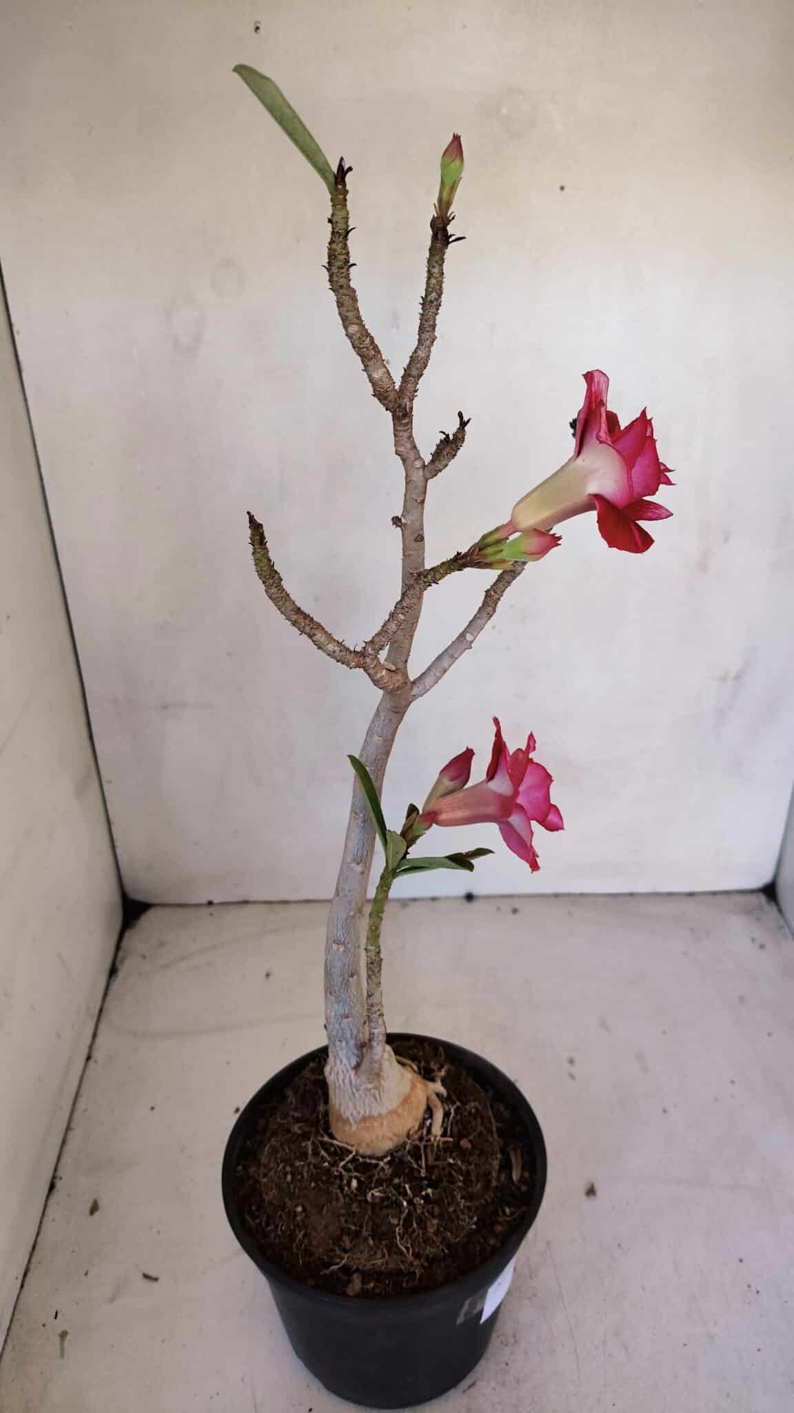 Planta Dobrada 3288 – 35cm – 03 anos