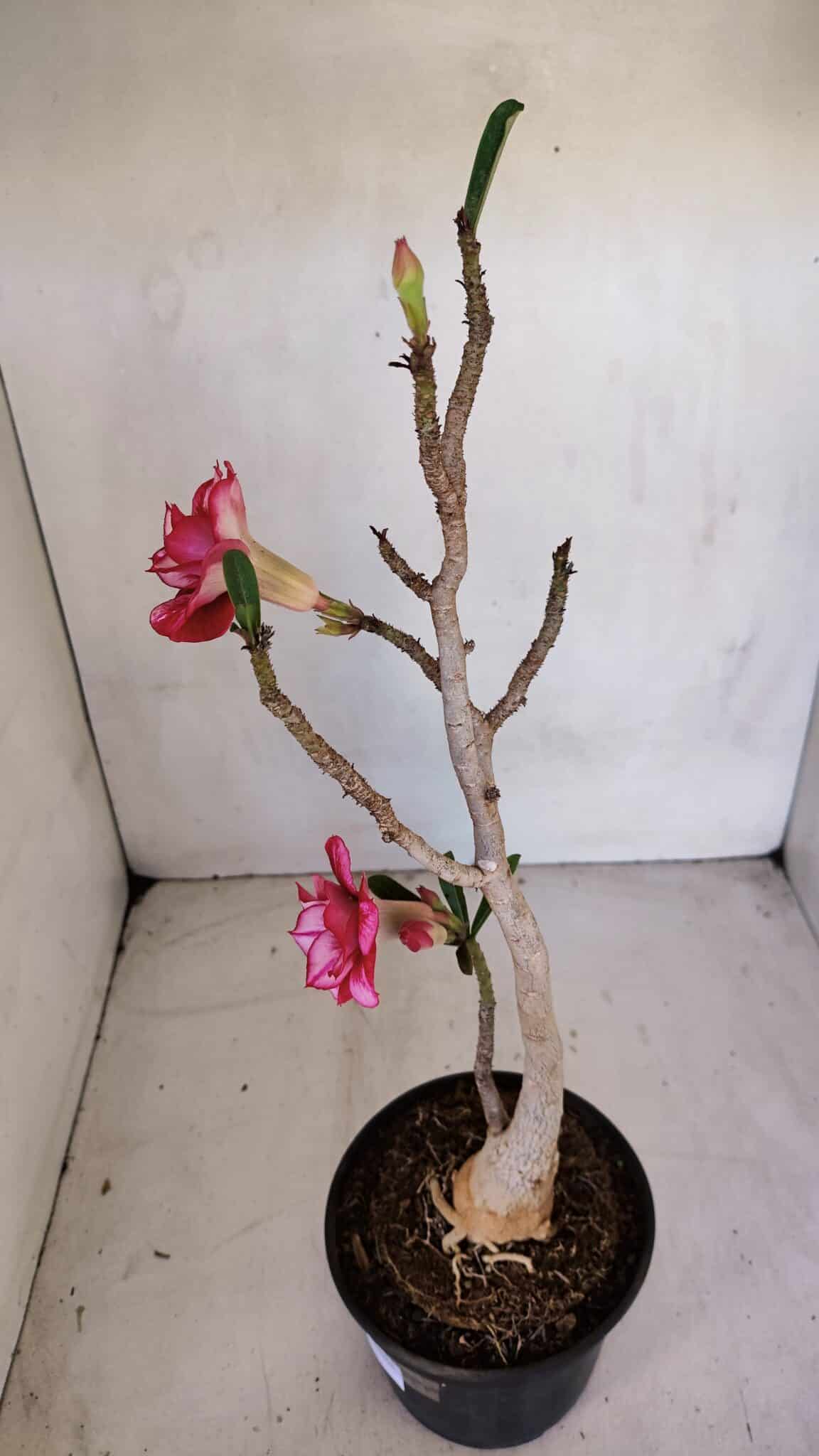 Planta Dobrada 3288 – 35cm – 03 anos