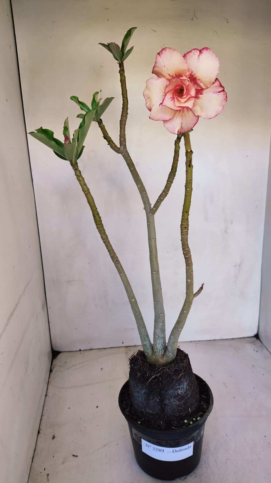 Planta Dobrada 3289 – 35cm – 03 anos
