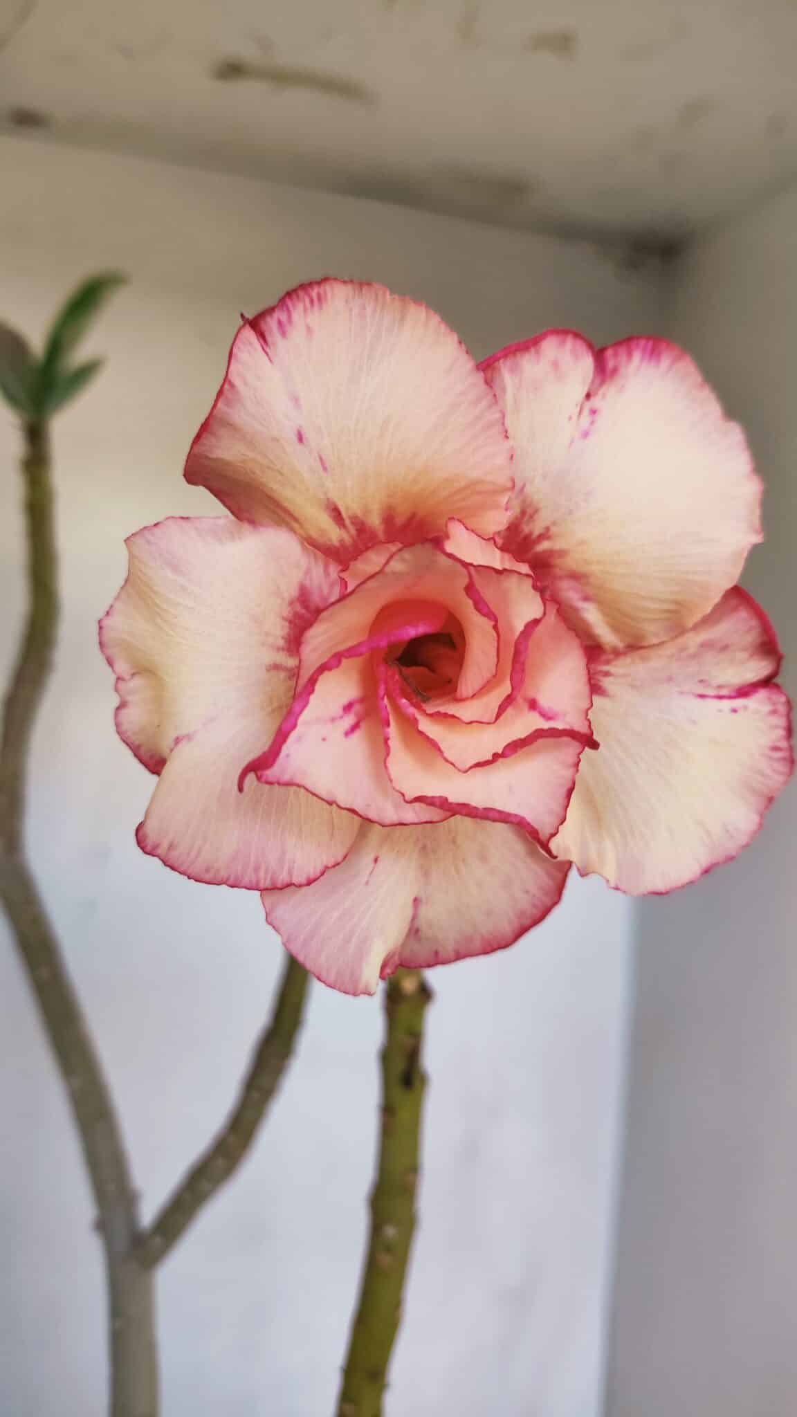 Planta Dobrada 3289 – 35cm – 03 anos