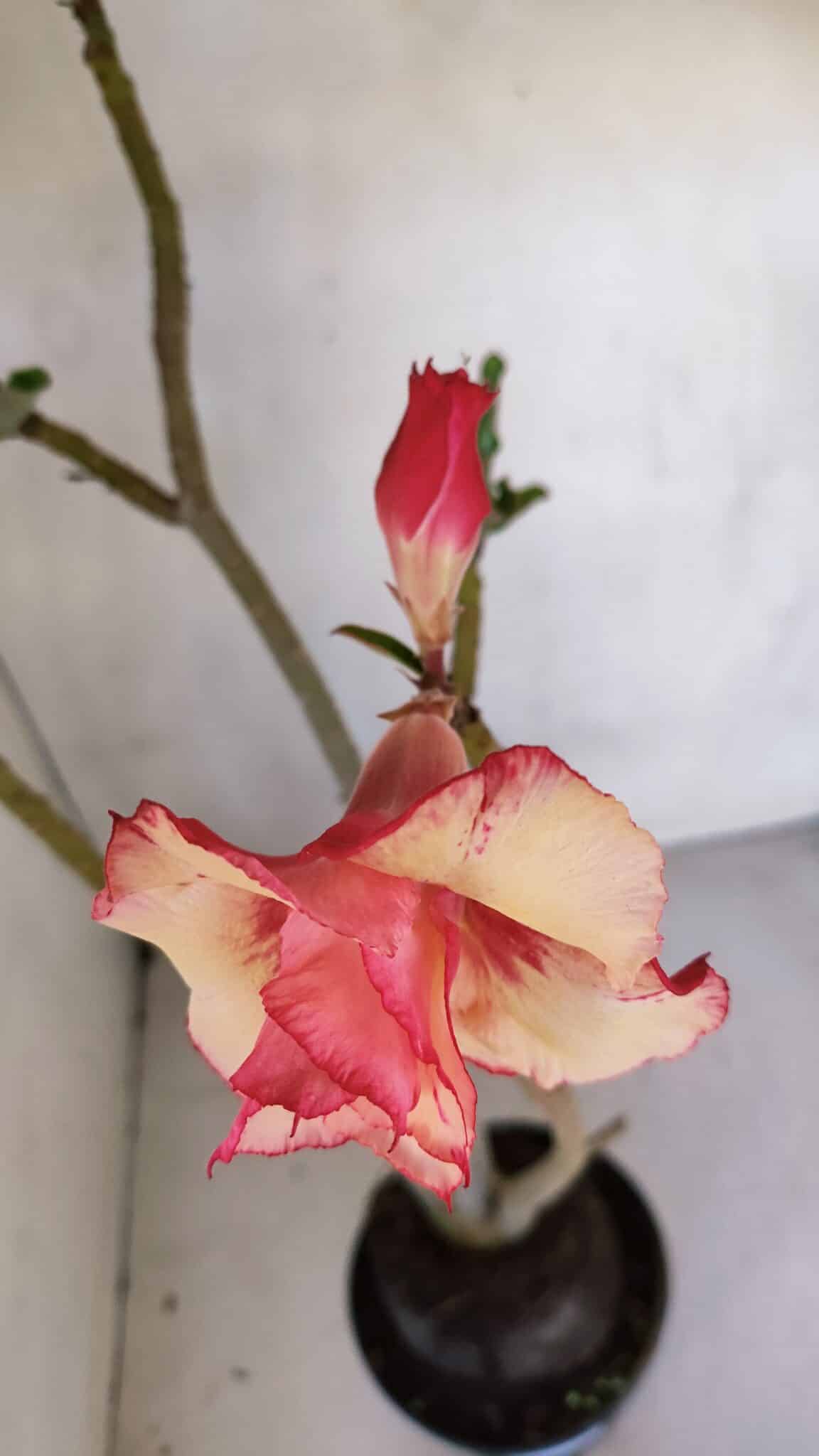 Planta Dobrada 3289 – 35cm – 03 anos