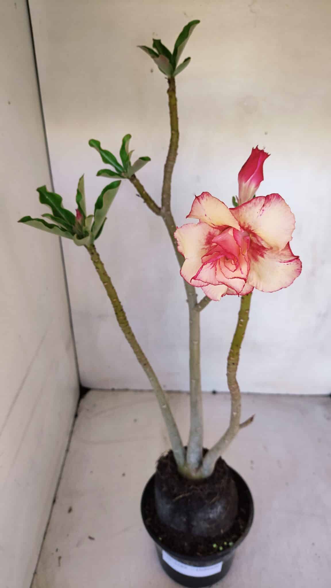 Planta Dobrada 3289 – 35cm – 03 anos