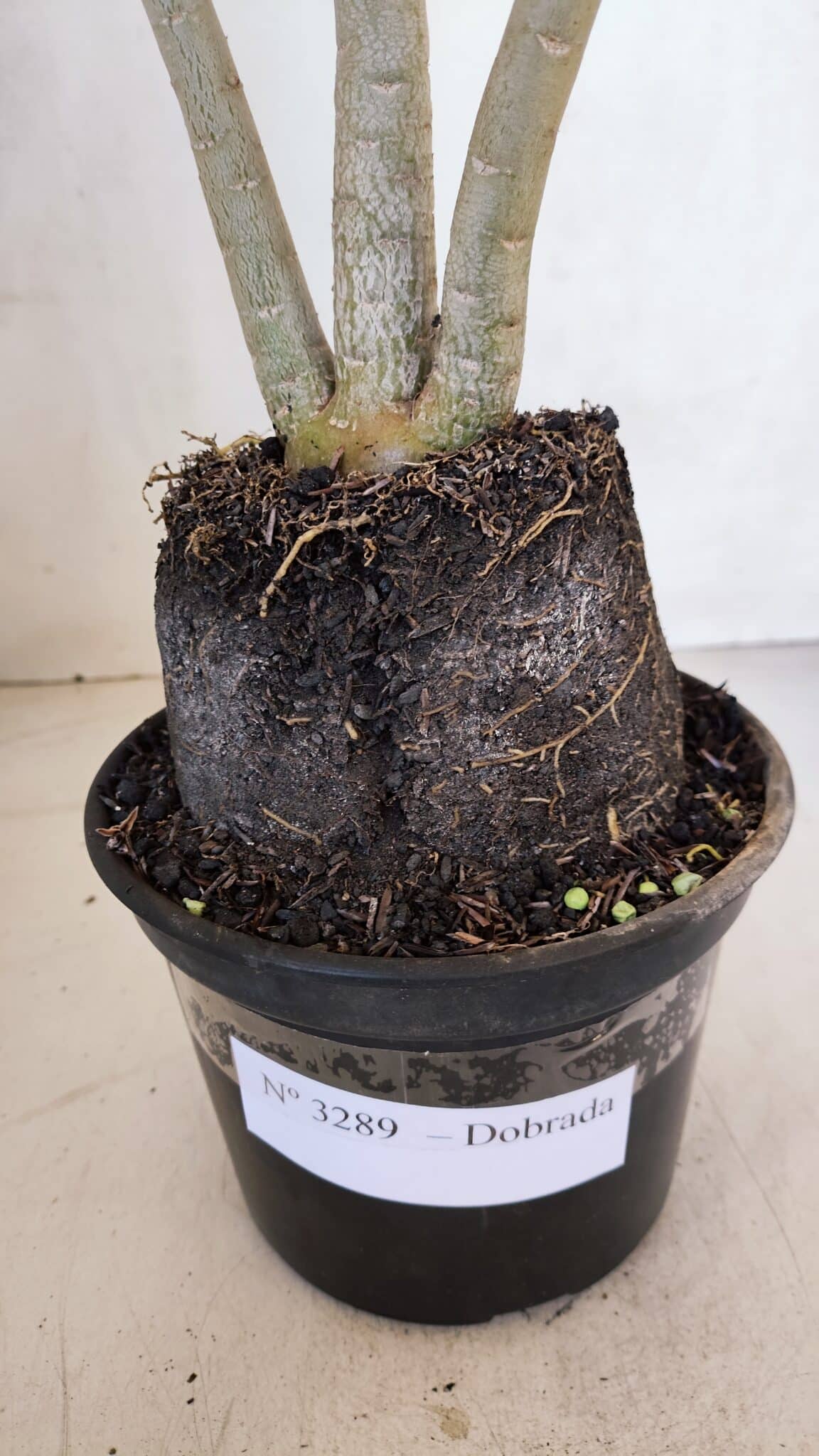 Planta Dobrada 3289 – 35cm – 03 anos