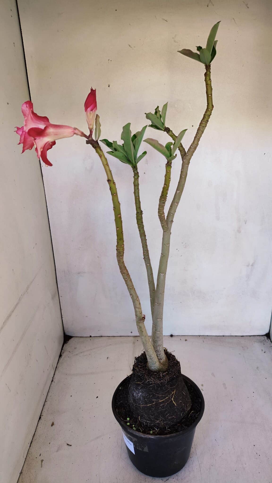 Planta Dobrada 3289 – 35cm – 03 anos