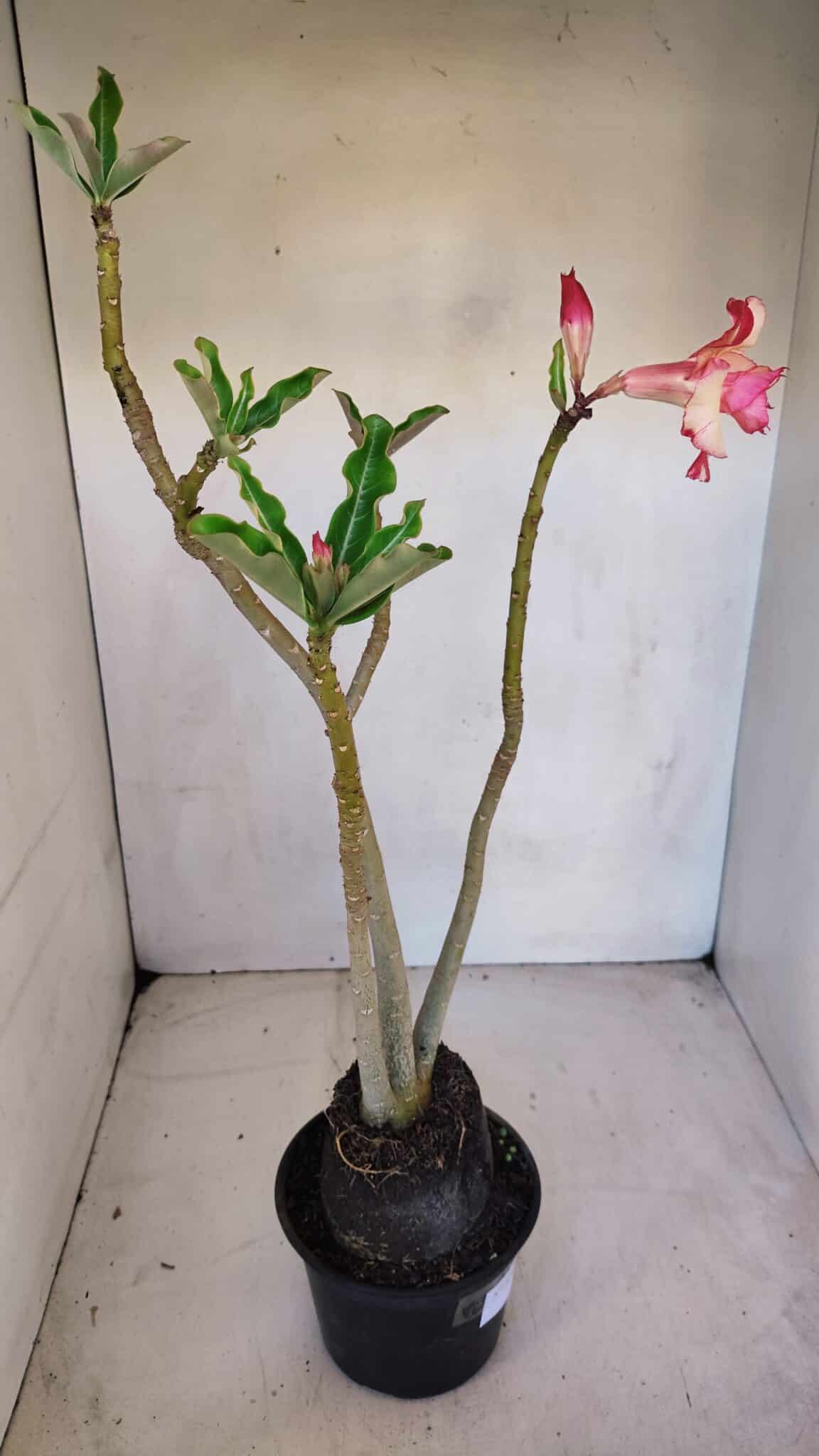 Planta Dobrada 3289 – 35cm – 03 anos