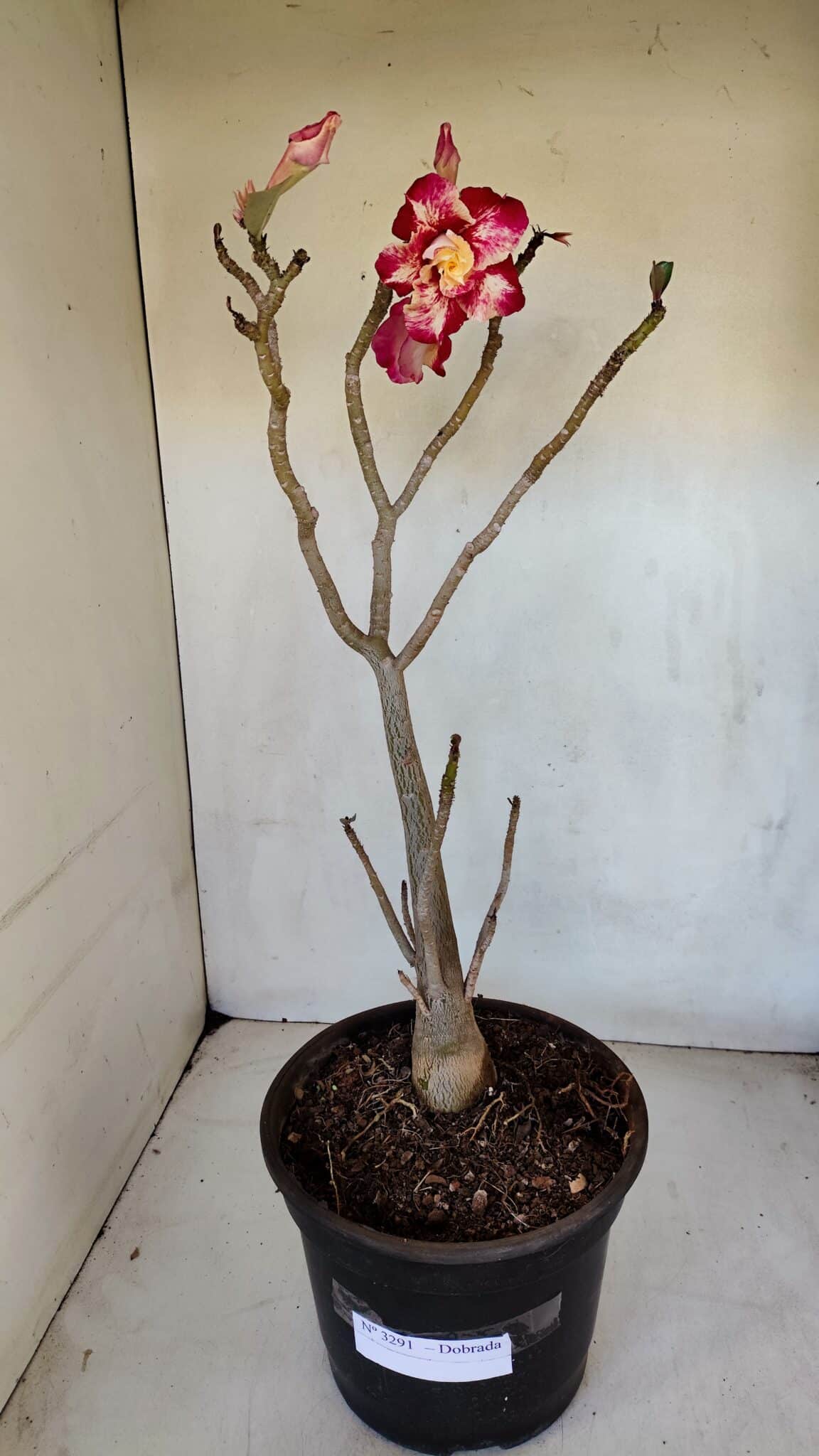 Planta Dobrada 3291 – 40cm – 03 anos