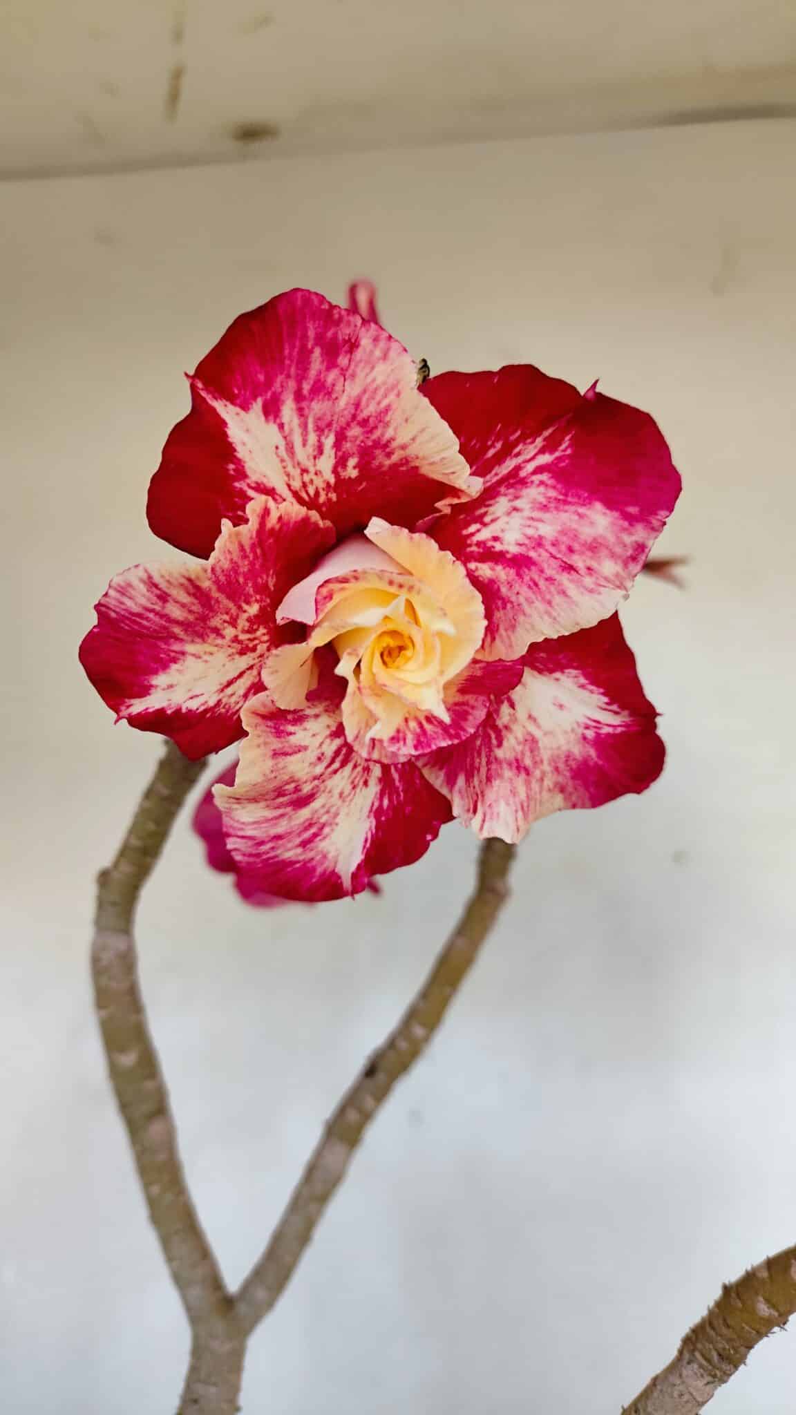 Planta Dobrada 3291 – 40cm – 03 anos