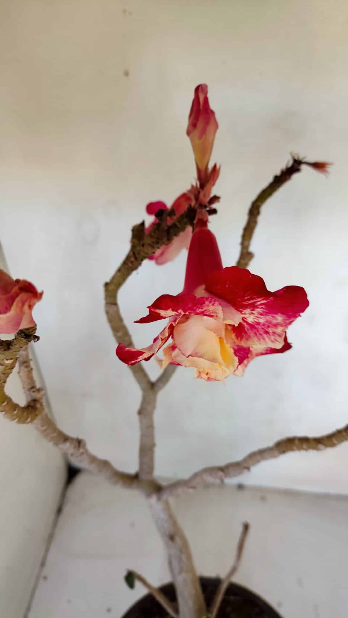 Planta Dobrada 3291 – 40cm – 03 anos