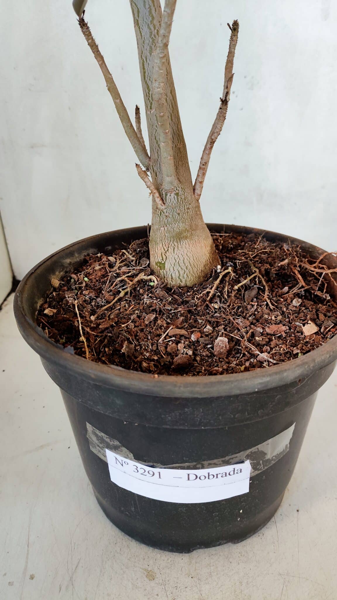 Planta Dobrada 3291 – 40cm – 03 anos