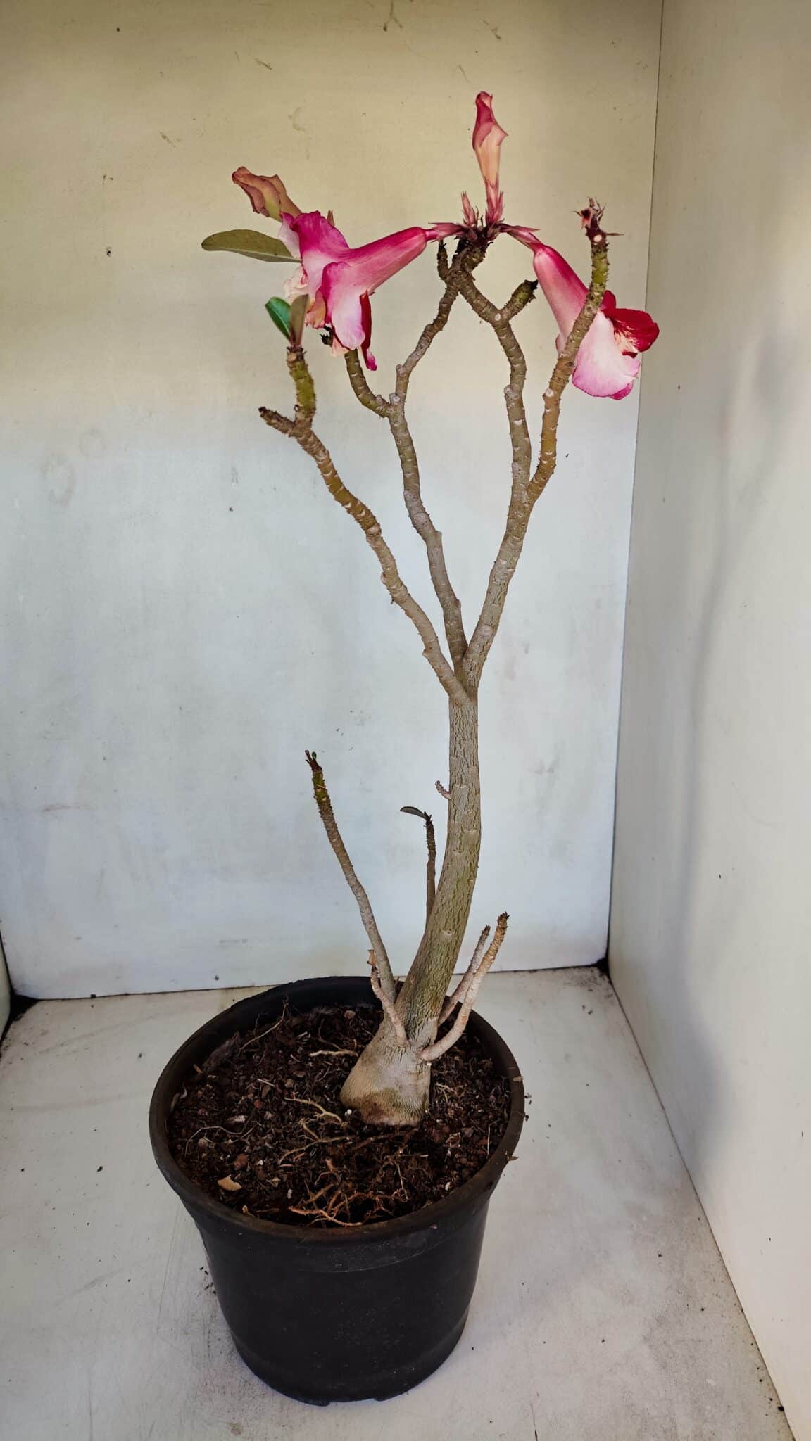 Planta Dobrada 3291 – 40cm – 03 anos