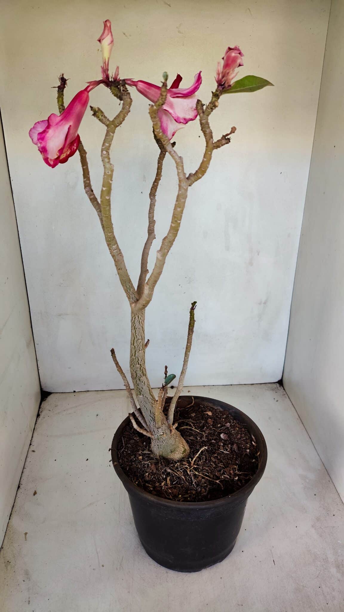Planta Dobrada 3291 – 40cm – 03 anos