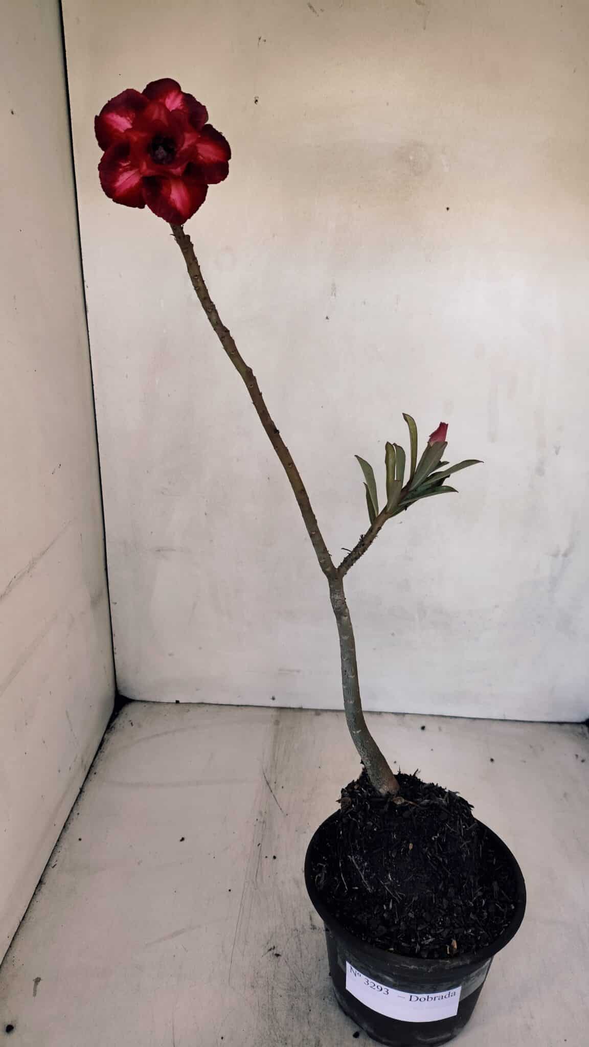 Planta Dobrada 3293 – 35cm – 03 anos