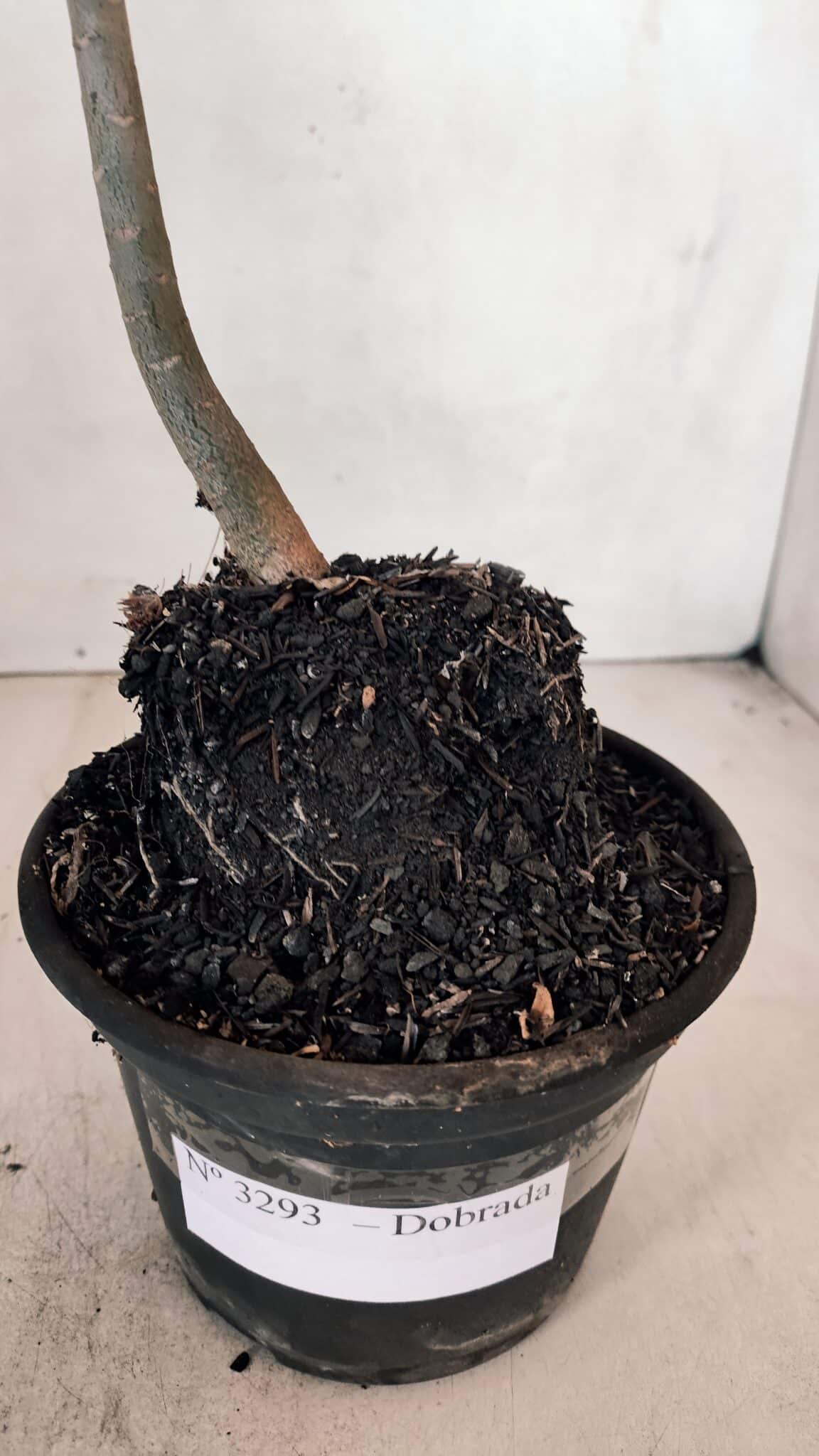Planta Dobrada 3293 – 35cm – 03 anos