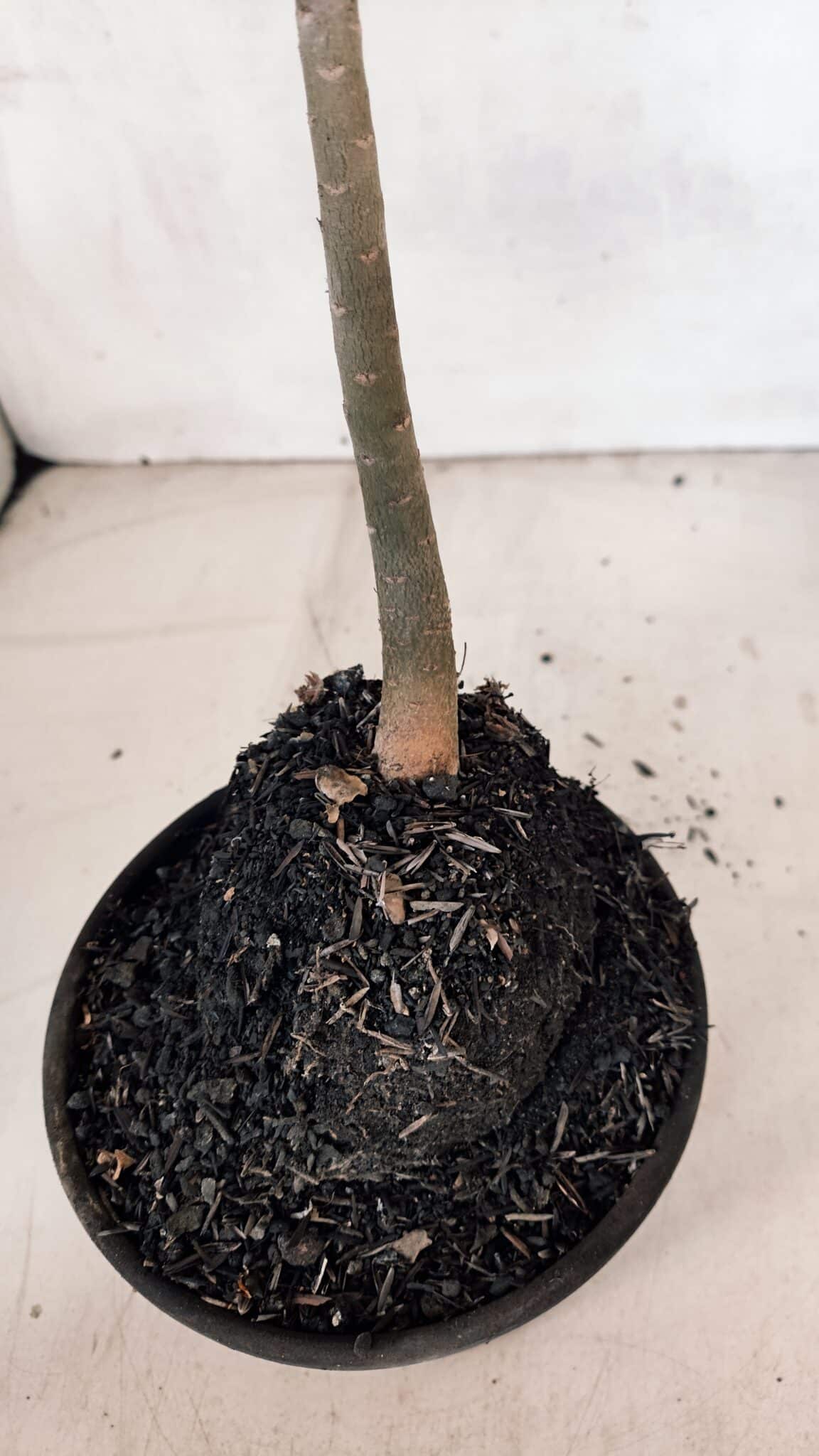 Planta Dobrada 3293 – 35cm – 03 anos