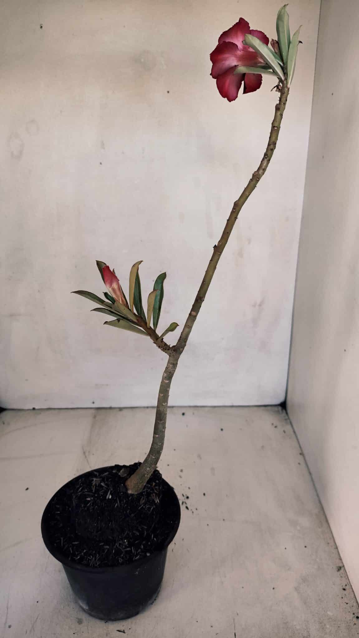 Planta Dobrada 3293 – 35cm – 03 anos