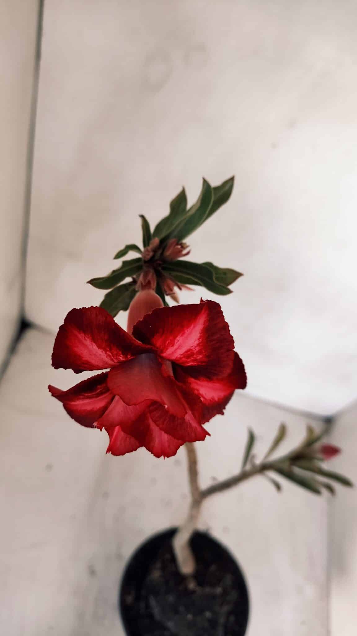 Planta Dobrada 3293 – 35cm – 03 anos