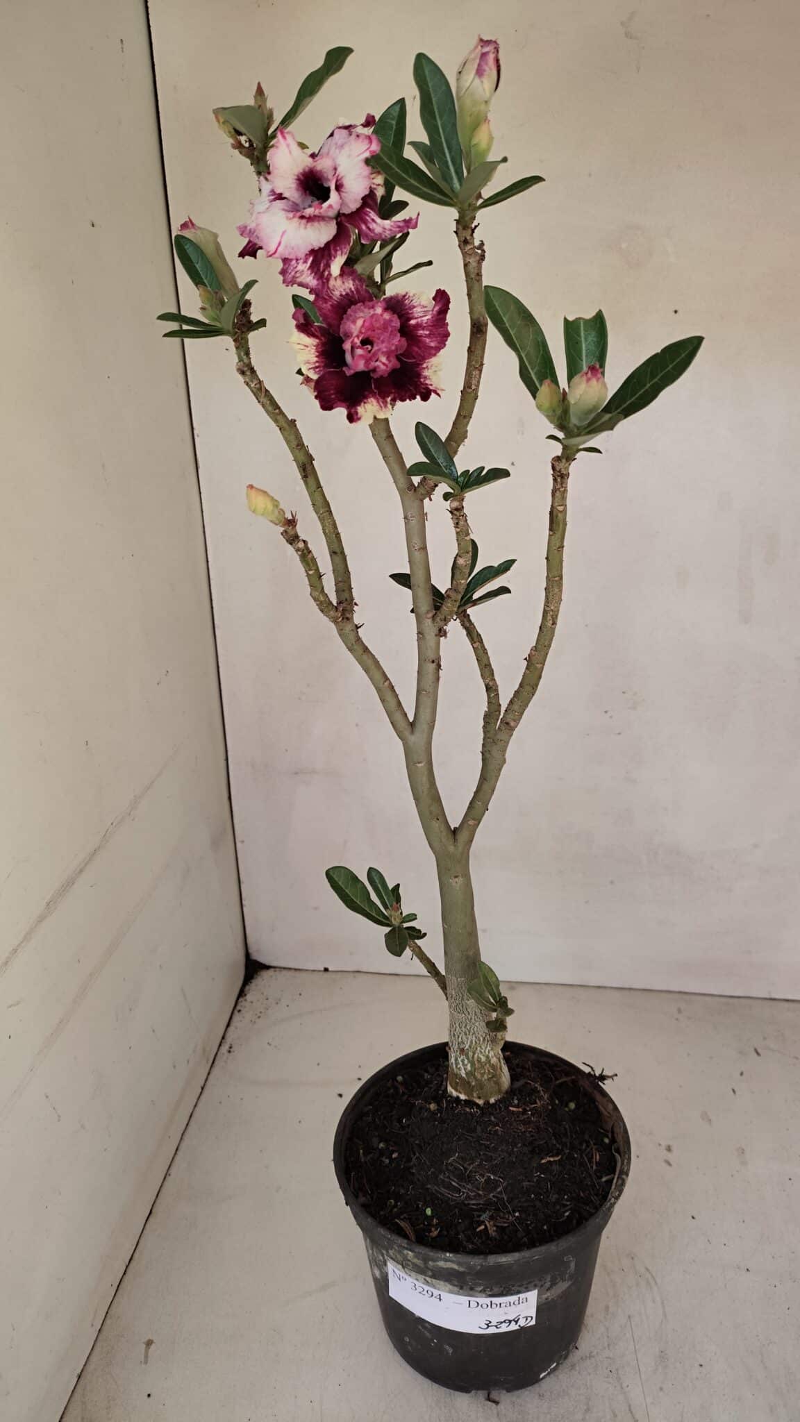 Planta Dobrada 3294 – 35cm – 03 anos