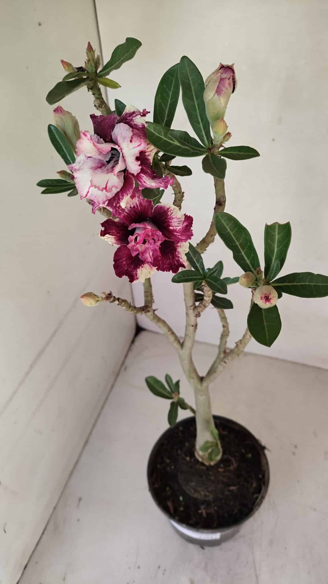 Planta Dobrada 3294 – 35cm – 03 anos