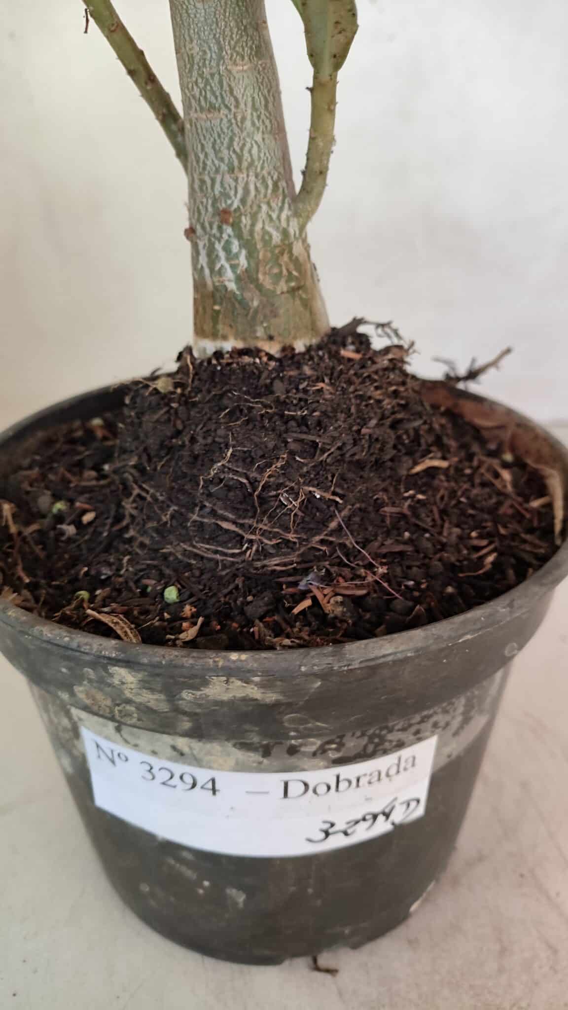 Planta Dobrada 3294 – 35cm – 03 anos