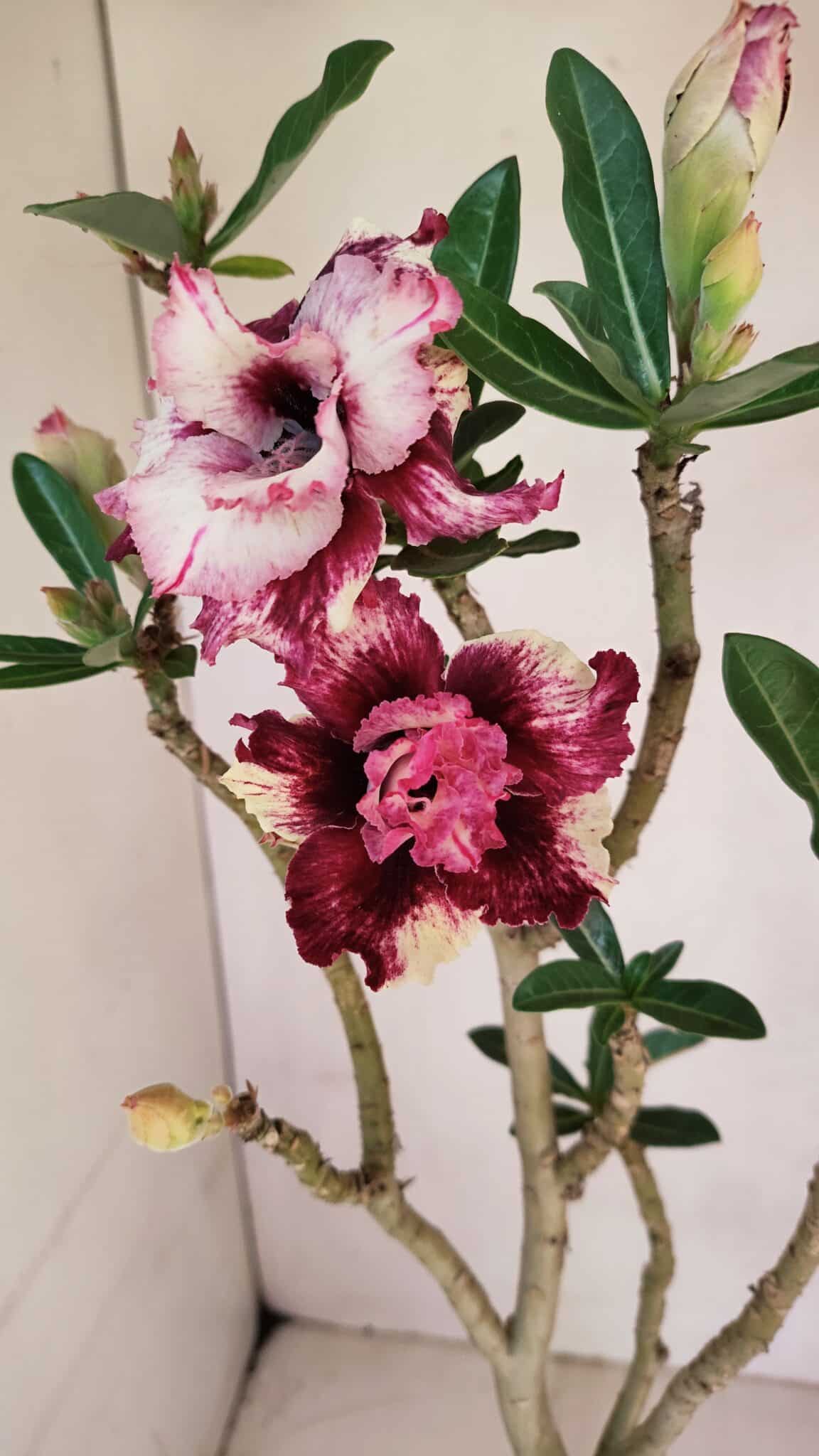 Planta Dobrada 3294 – 35cm – 03 anos
