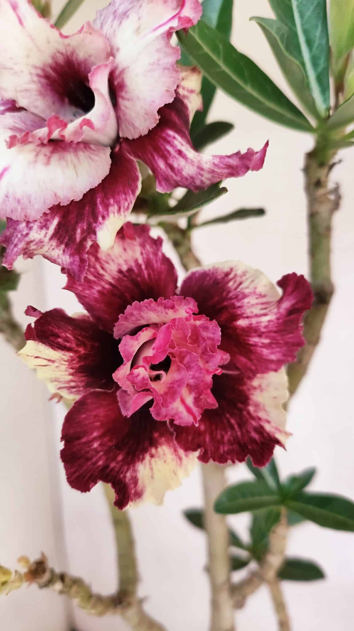 Planta Dobrada 3294 – 35cm – 03 anos