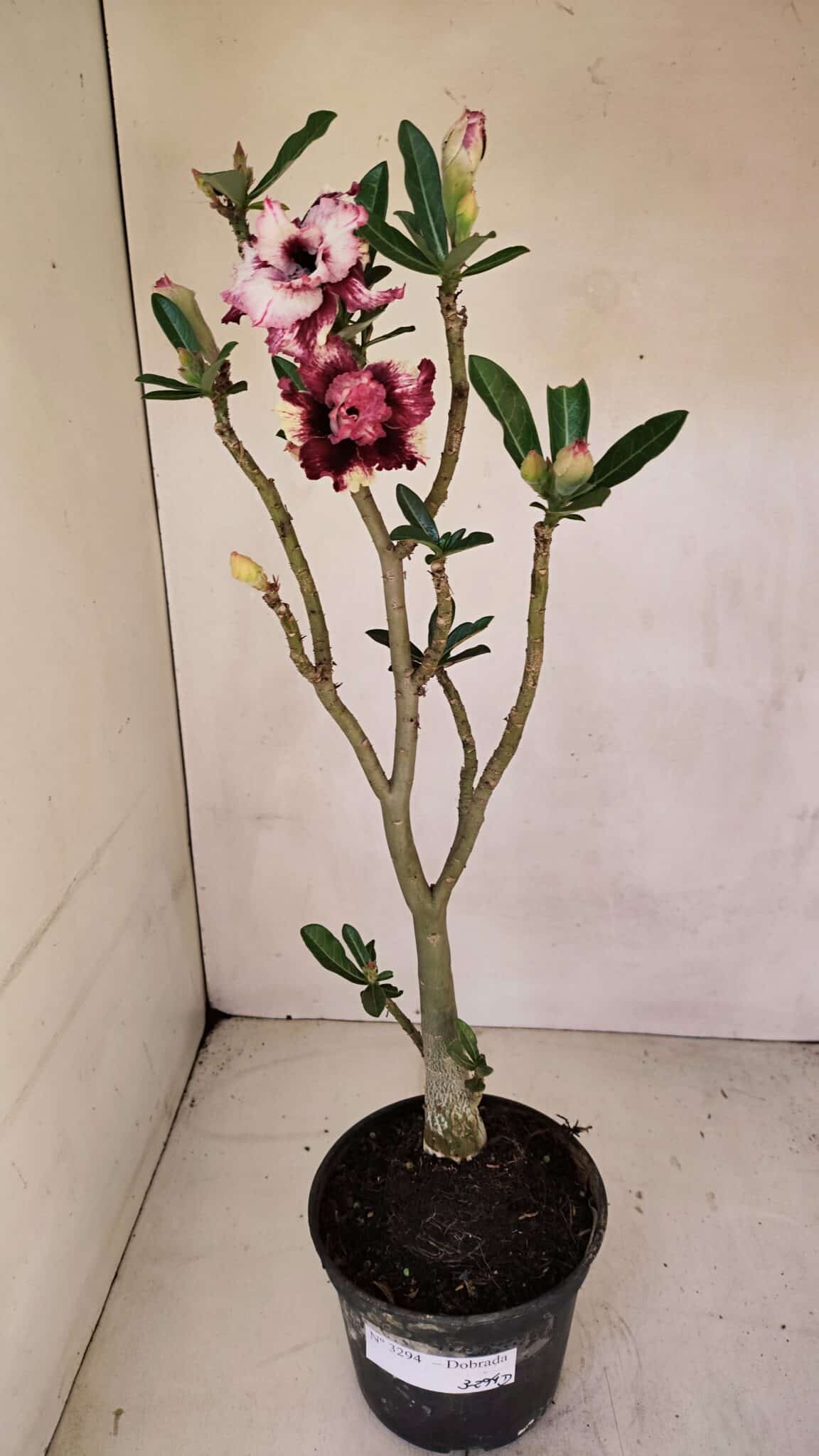 Planta Dobrada 3294 – 35cm – 03 anos