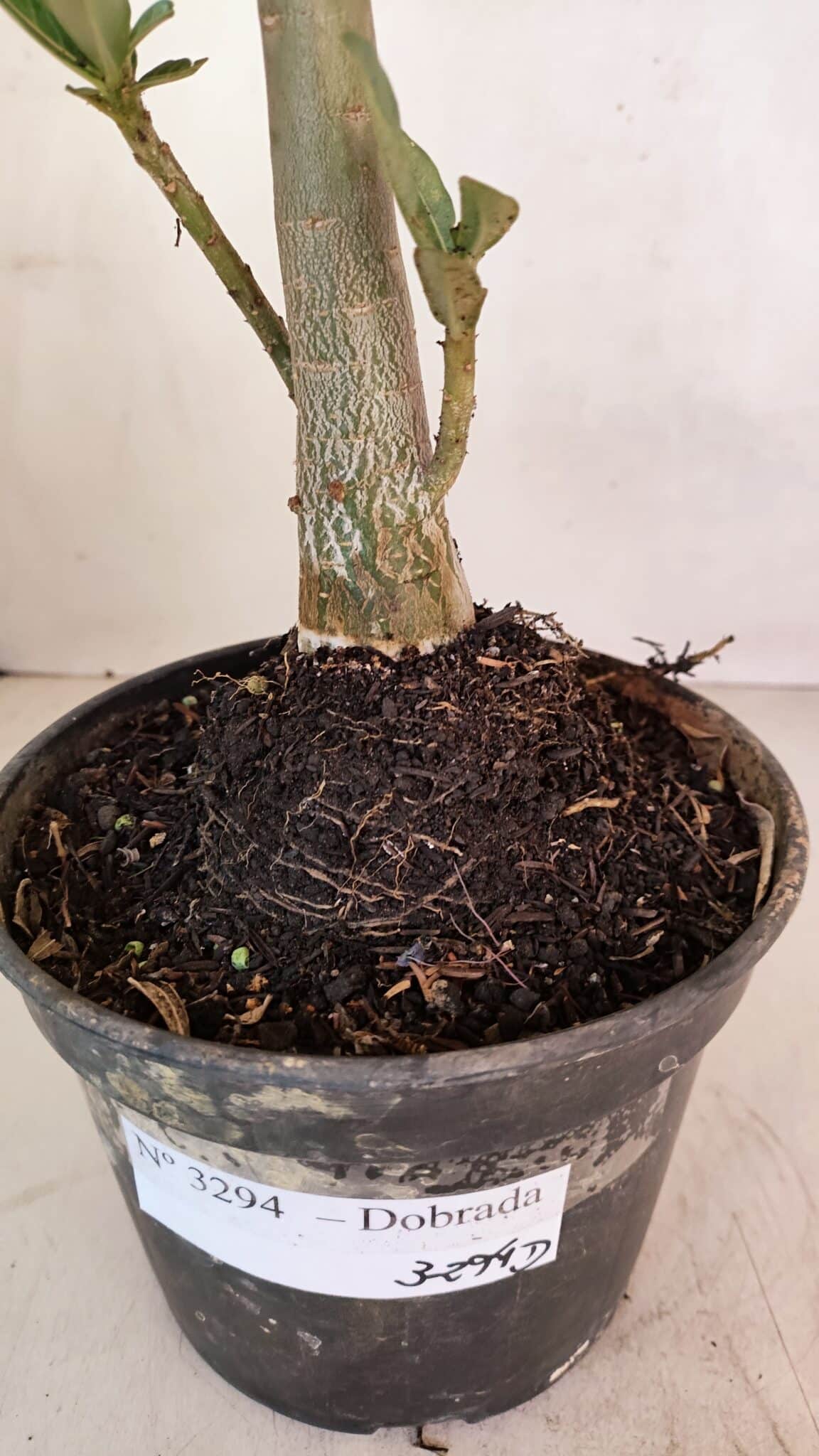 Planta Dobrada 3294 – 35cm – 03 anos