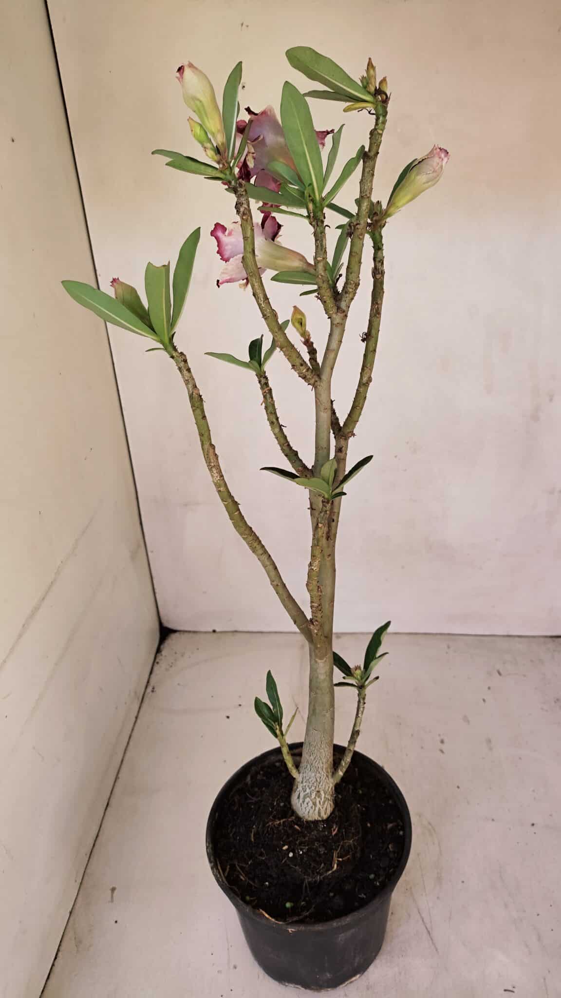Planta Dobrada 3294 – 35cm – 03 anos