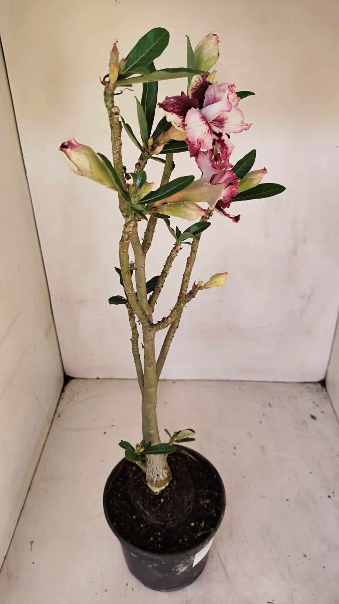 Planta Dobrada 3294 – 35cm – 03 anos