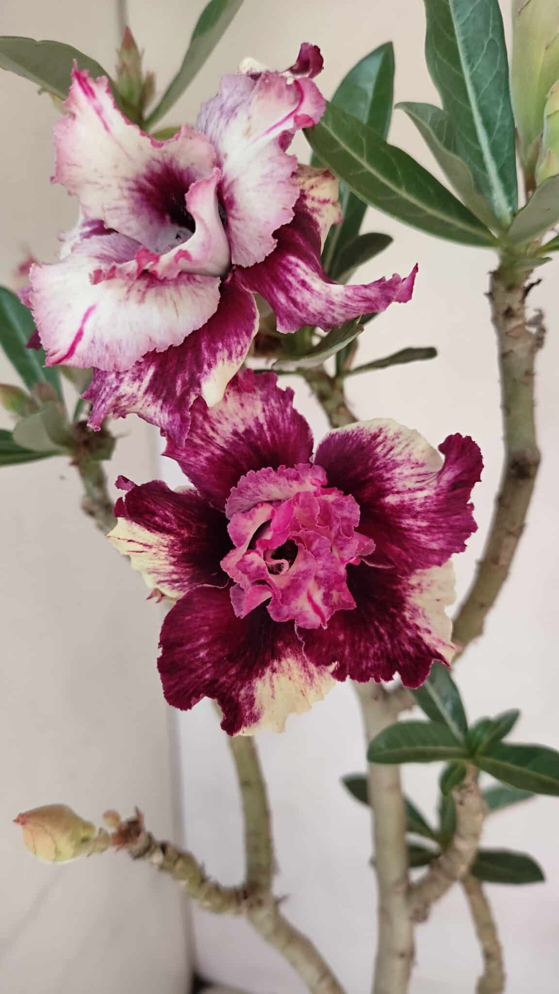 Planta Dobrada 3294 – 35cm – 03 anos