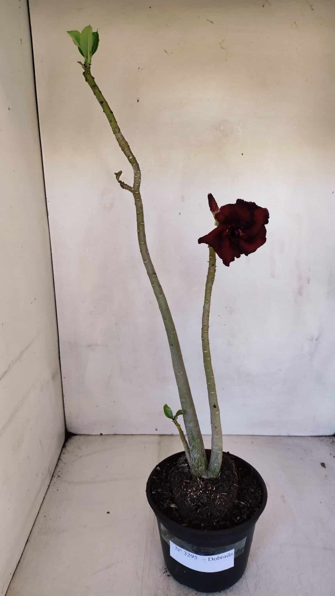Planta Dobrada 3295 – 35cm – 03 anos