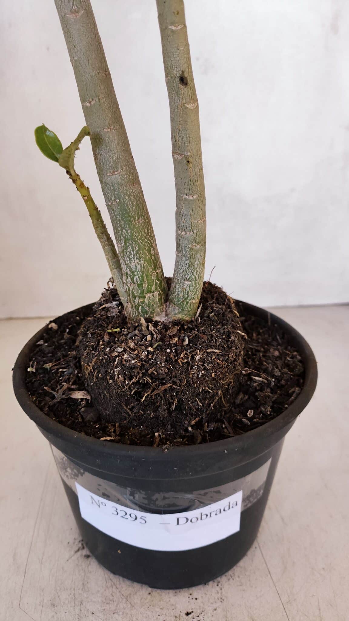 Planta Dobrada 3295 – 35cm – 03 anos