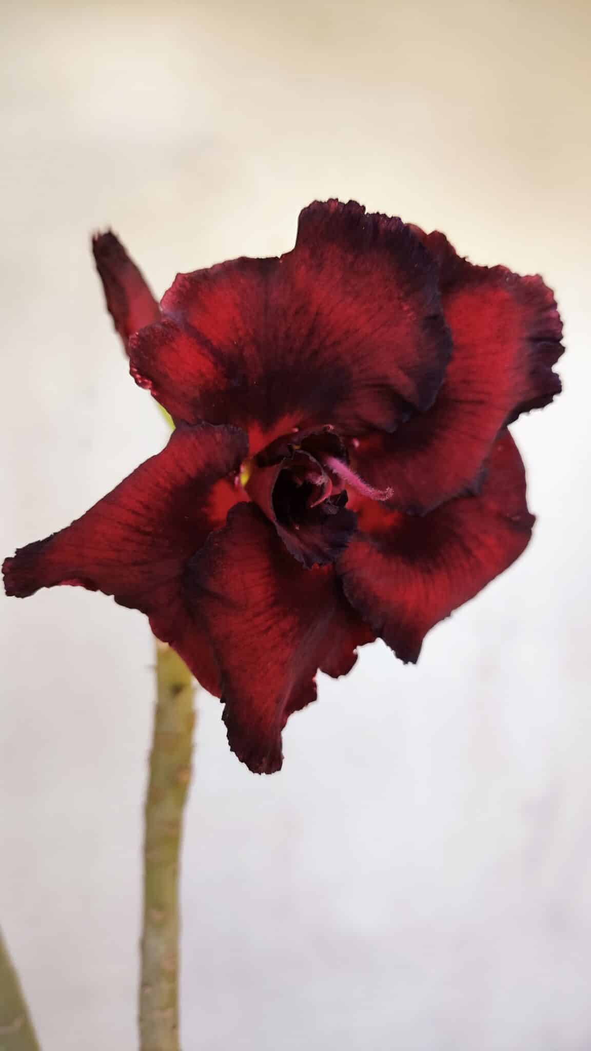 Planta Dobrada 3295 – 35cm – 03 anos