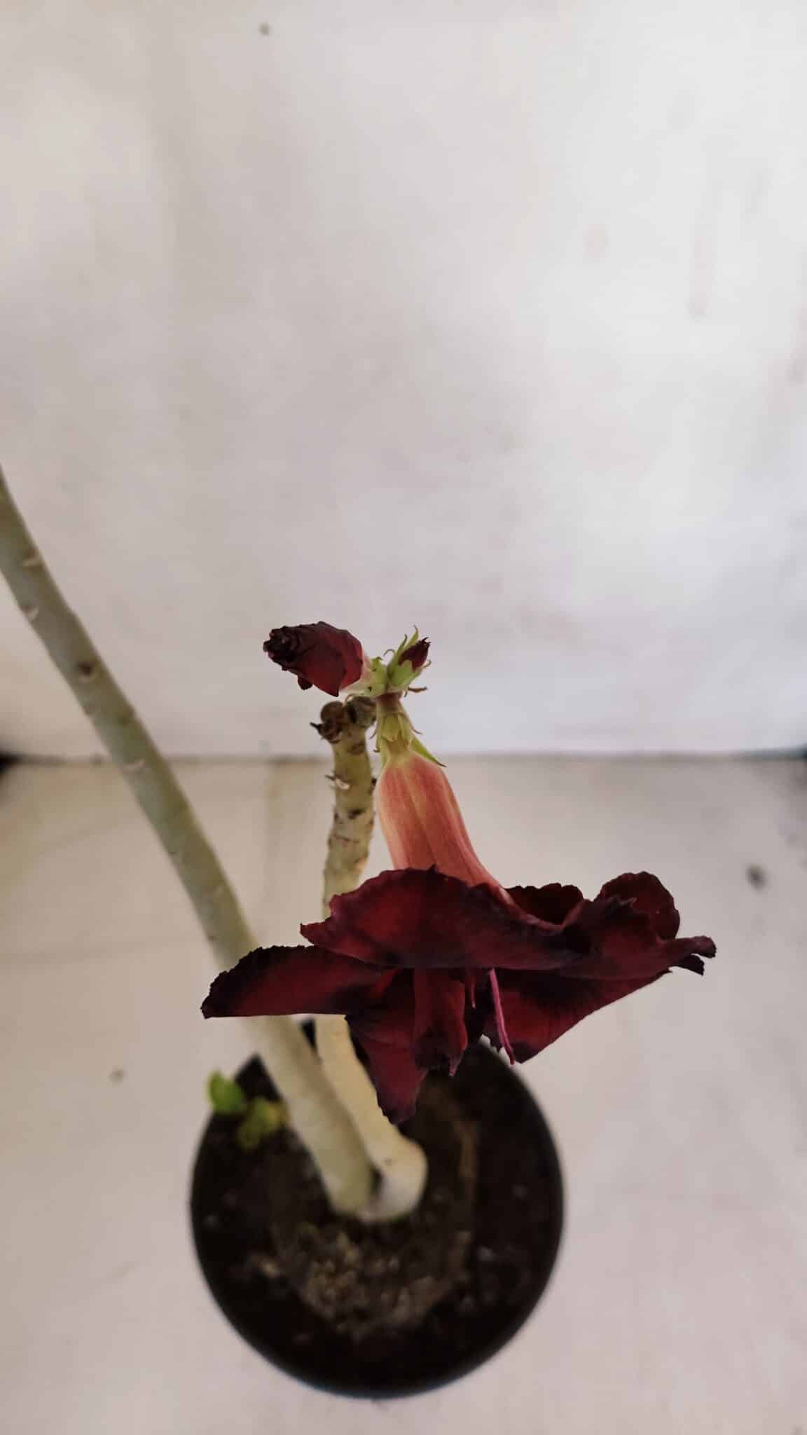 Planta Dobrada 3295 – 35cm – 03 anos