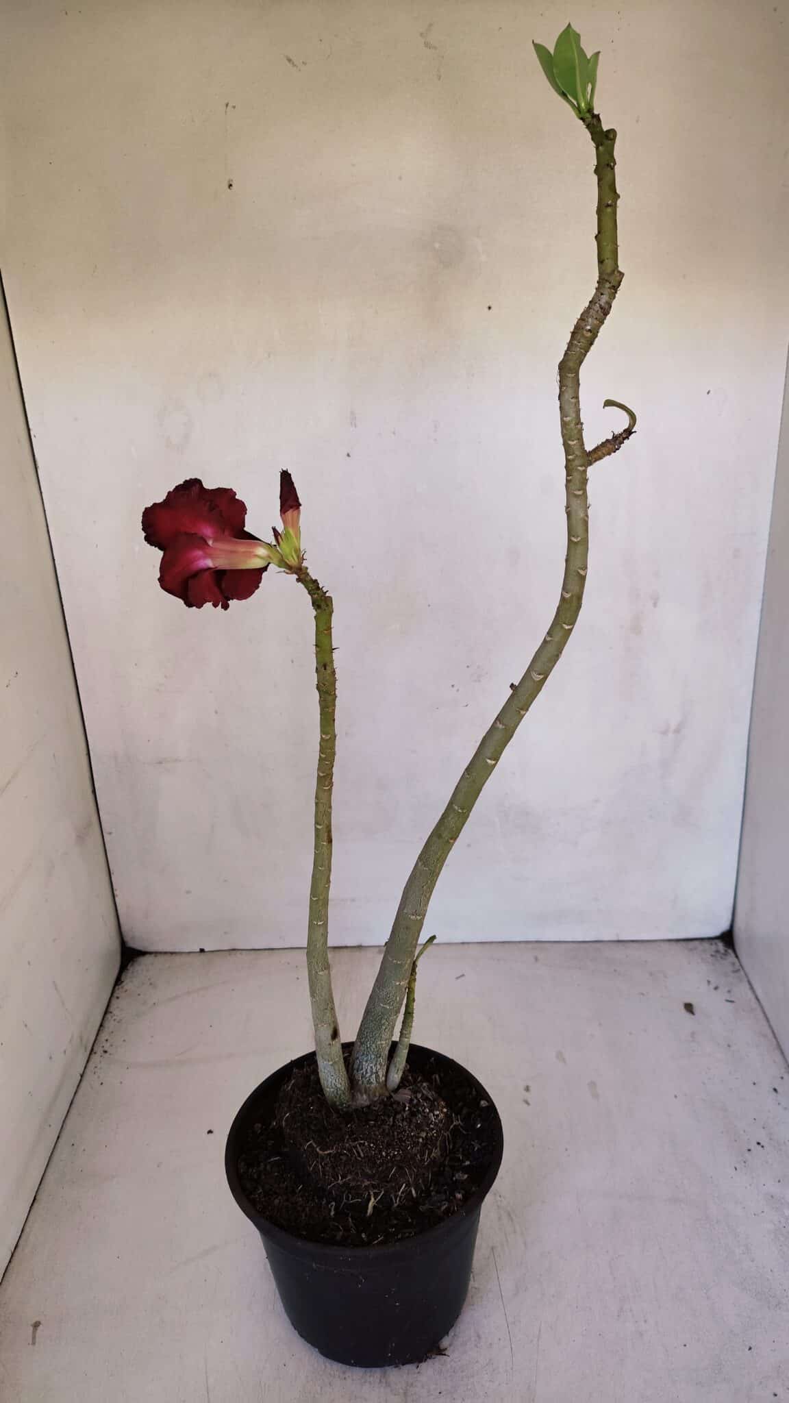 Planta Dobrada 3295 – 35cm – 03 anos