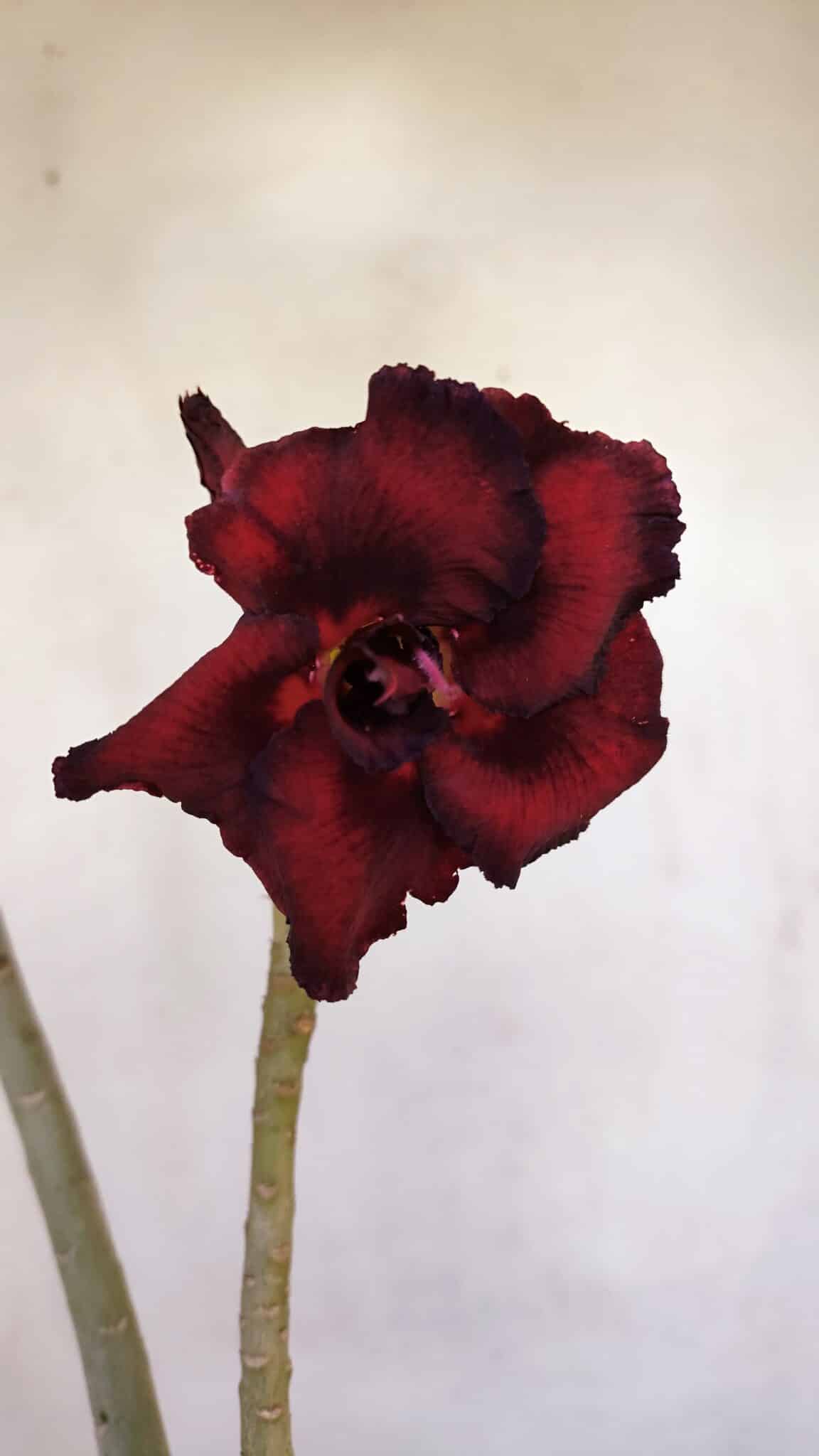 Planta Dobrada 3295 – 35cm – 03 anos