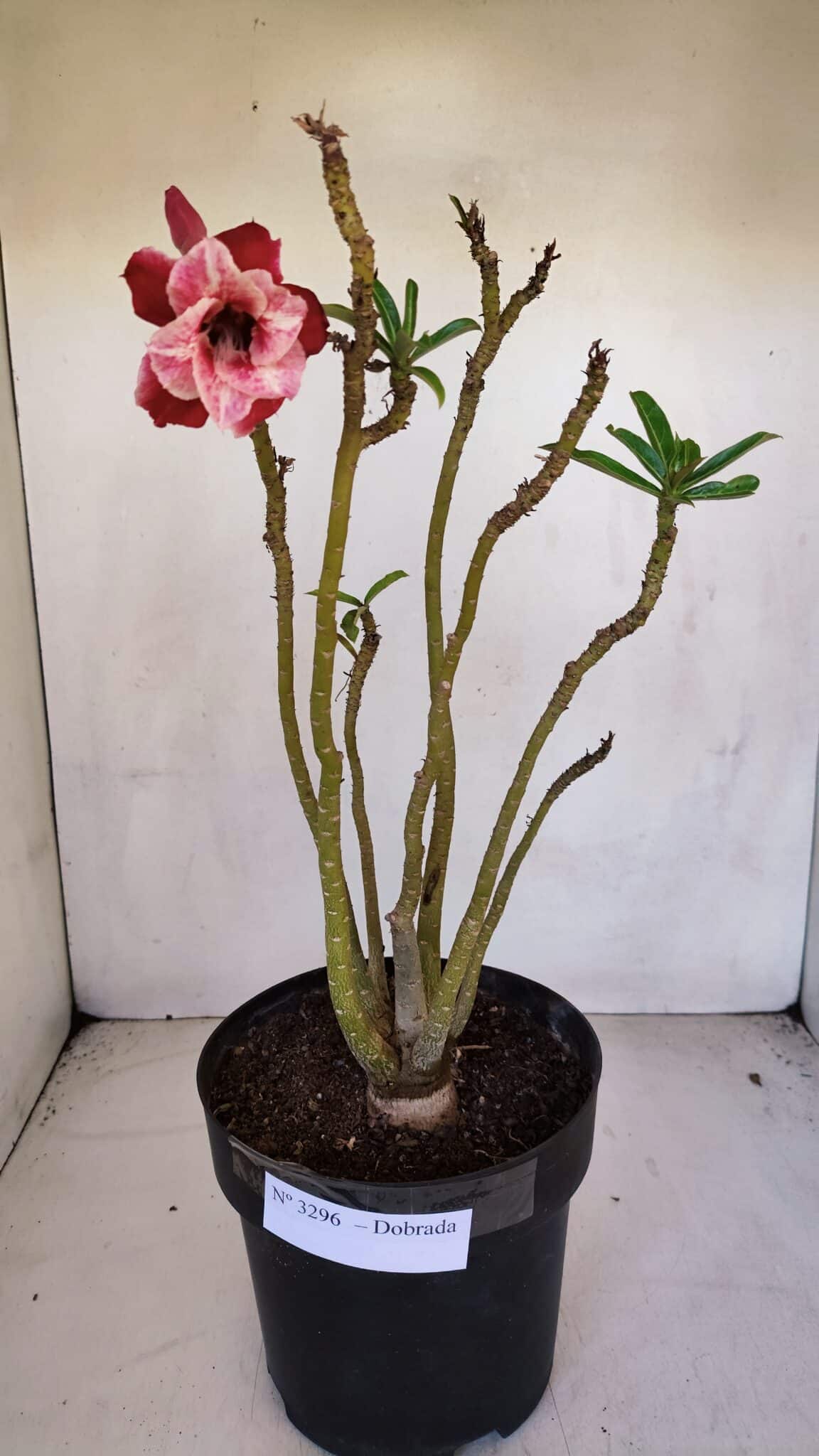 Planta Dobrada 3296 – 40cm – 03 anos