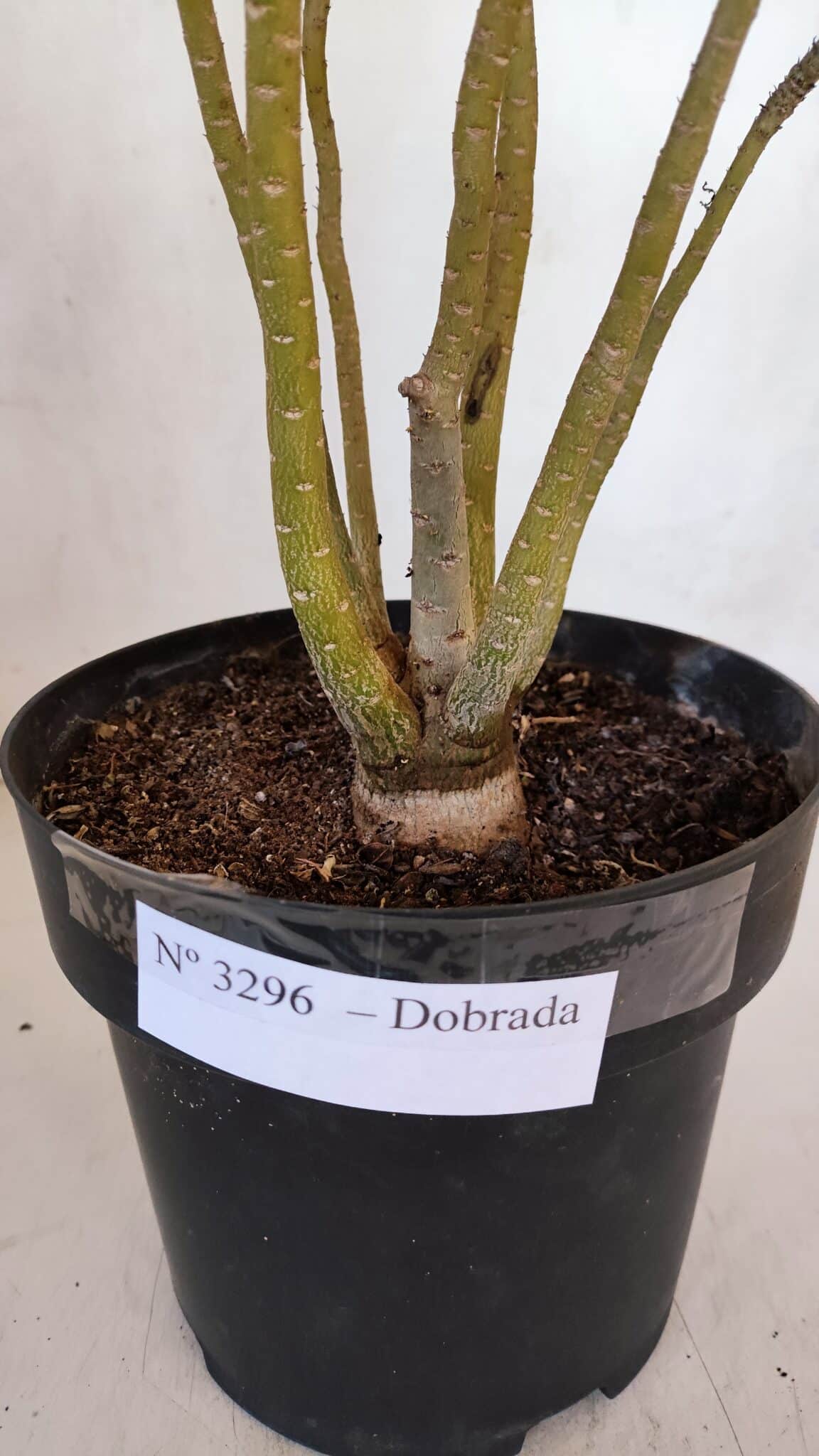 Planta Dobrada 3296 – 40cm – 03 anos